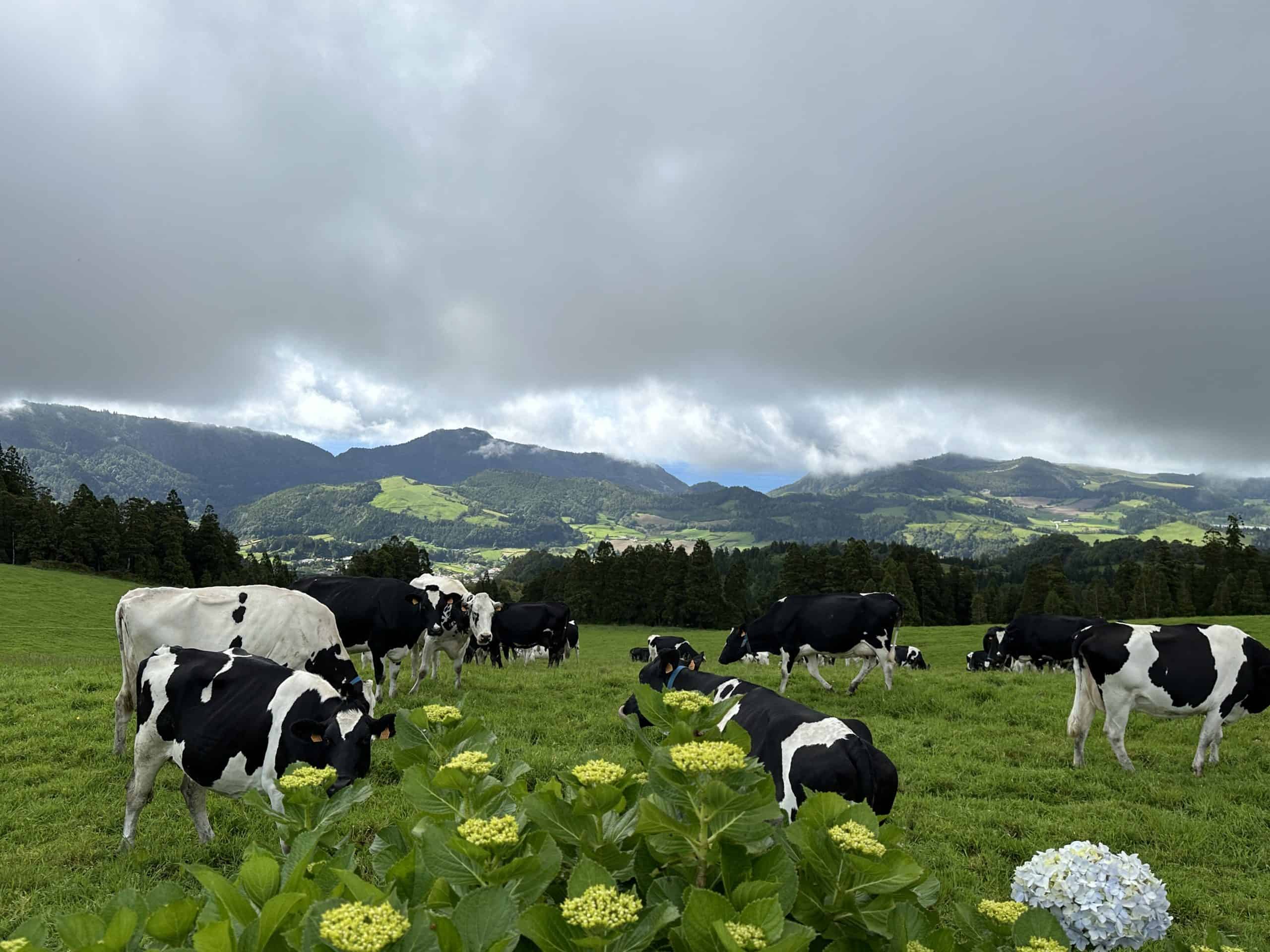Cows out to pasture in Nordeste