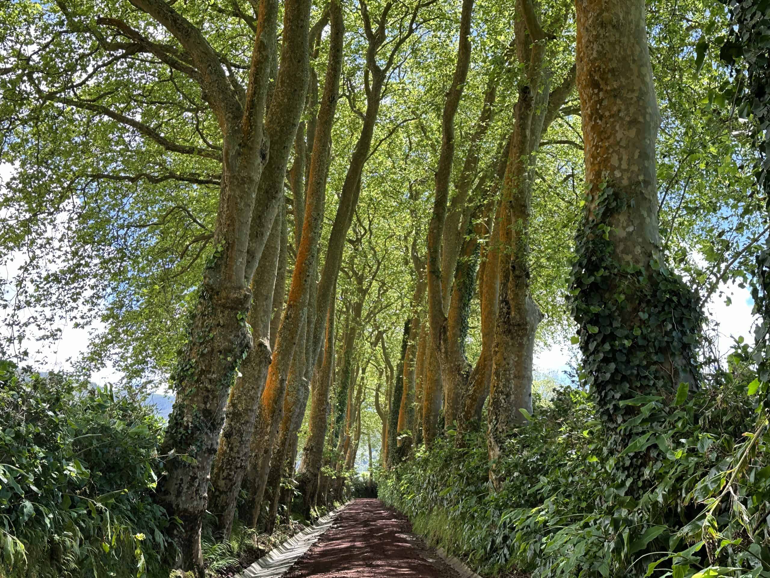 Avenue Platanos