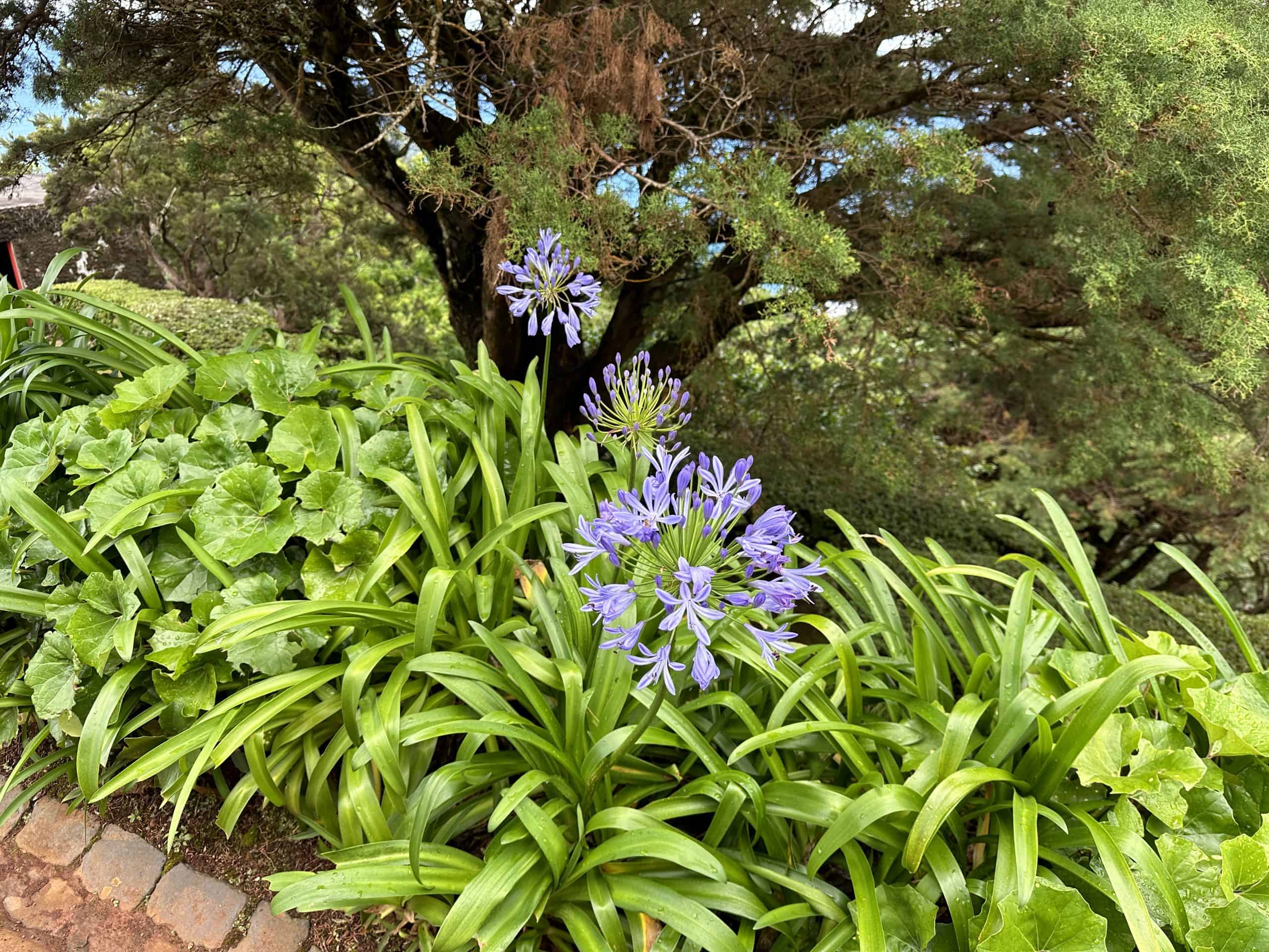 Lush flowers and foliage