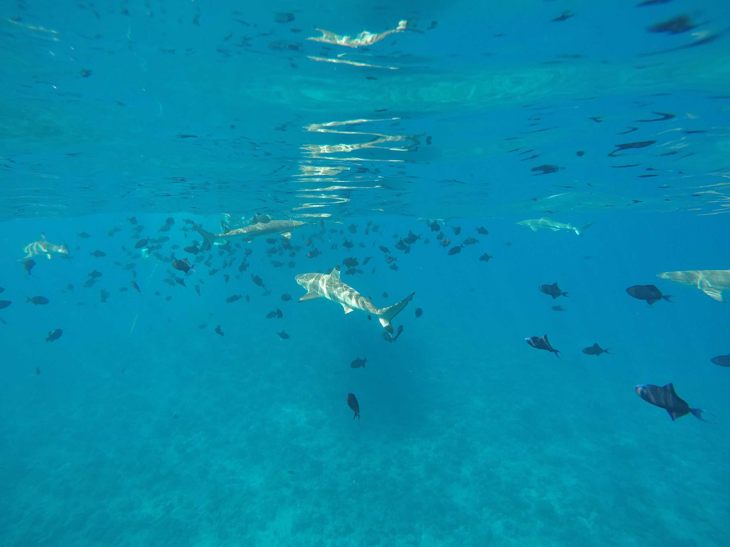 Sharks and tropical fish in the lagoon
