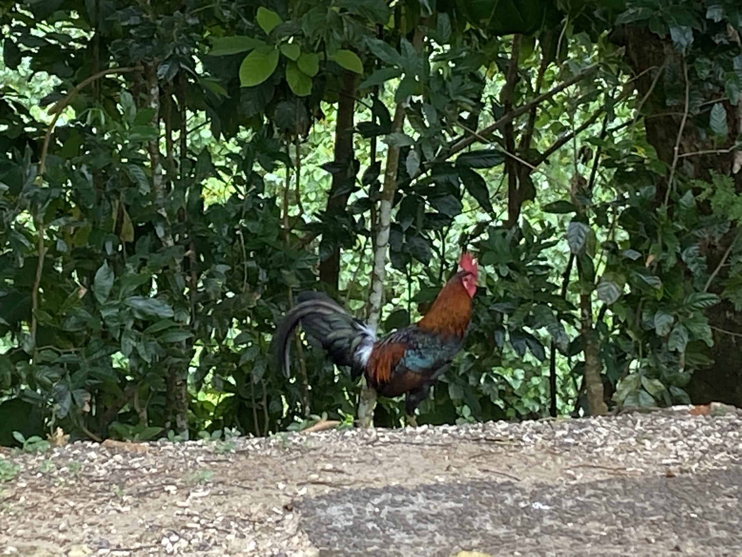 Roosters at Belvedere