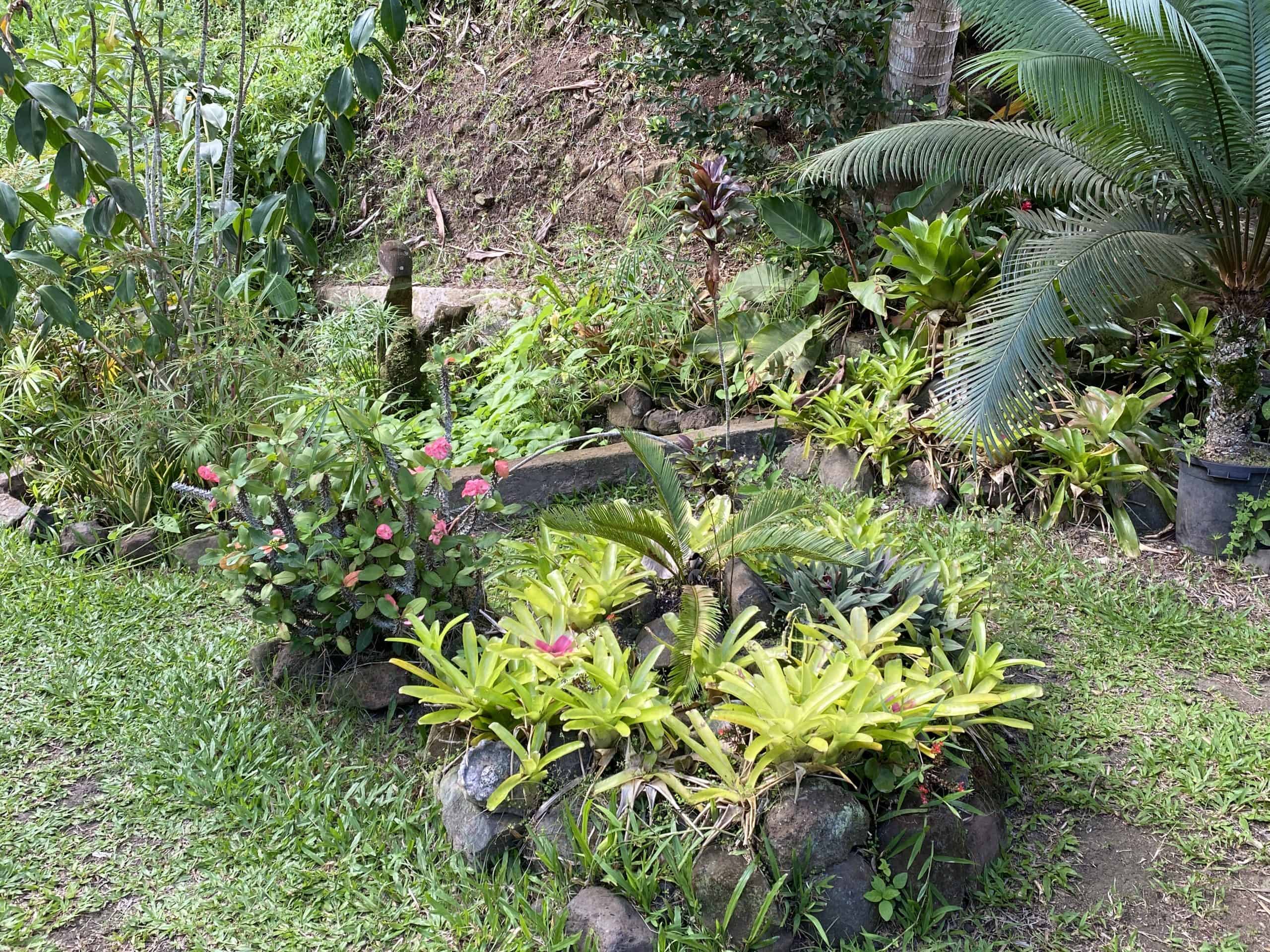 Greenery at the Tropical Garden