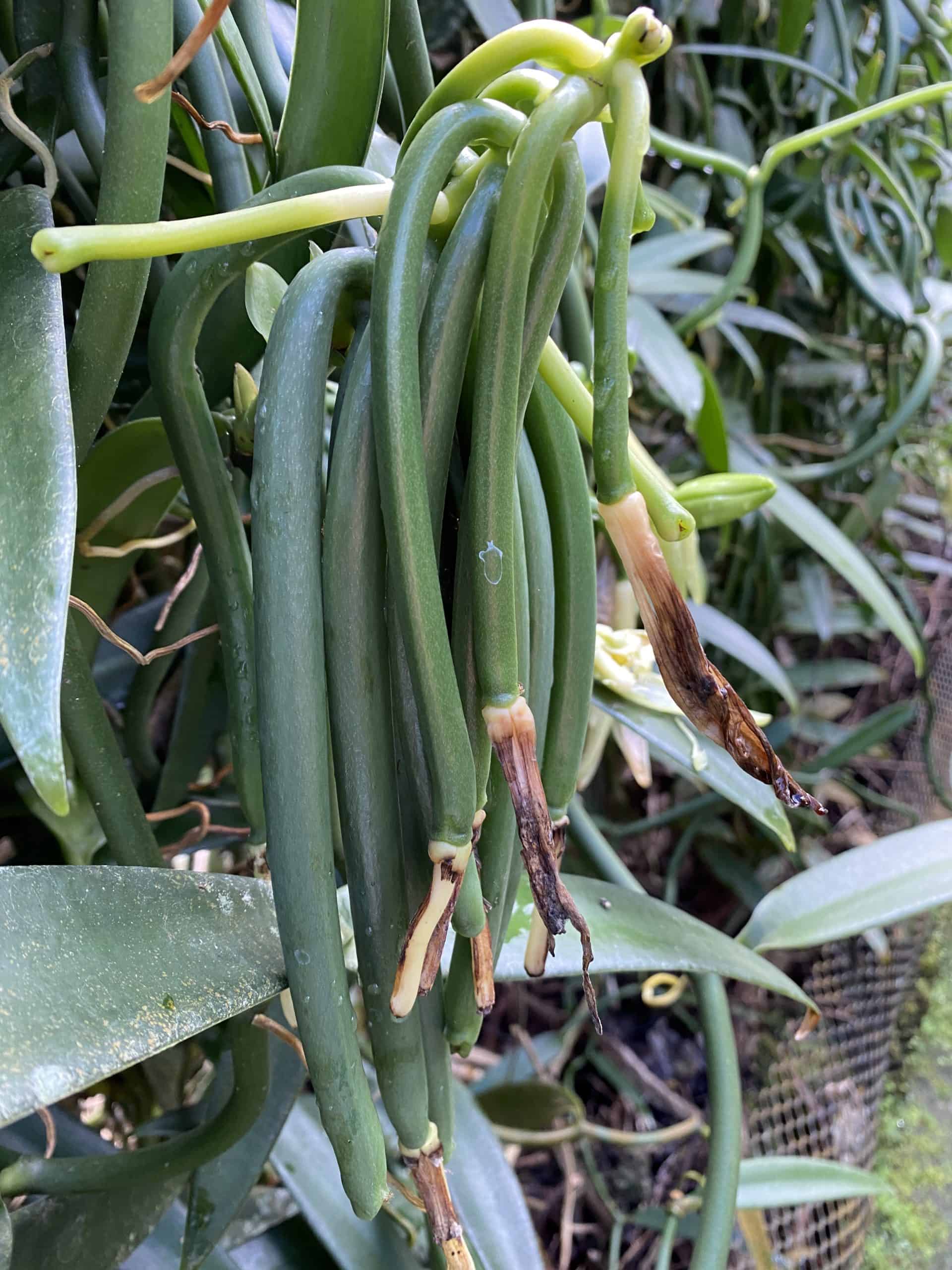 Vanilla beans