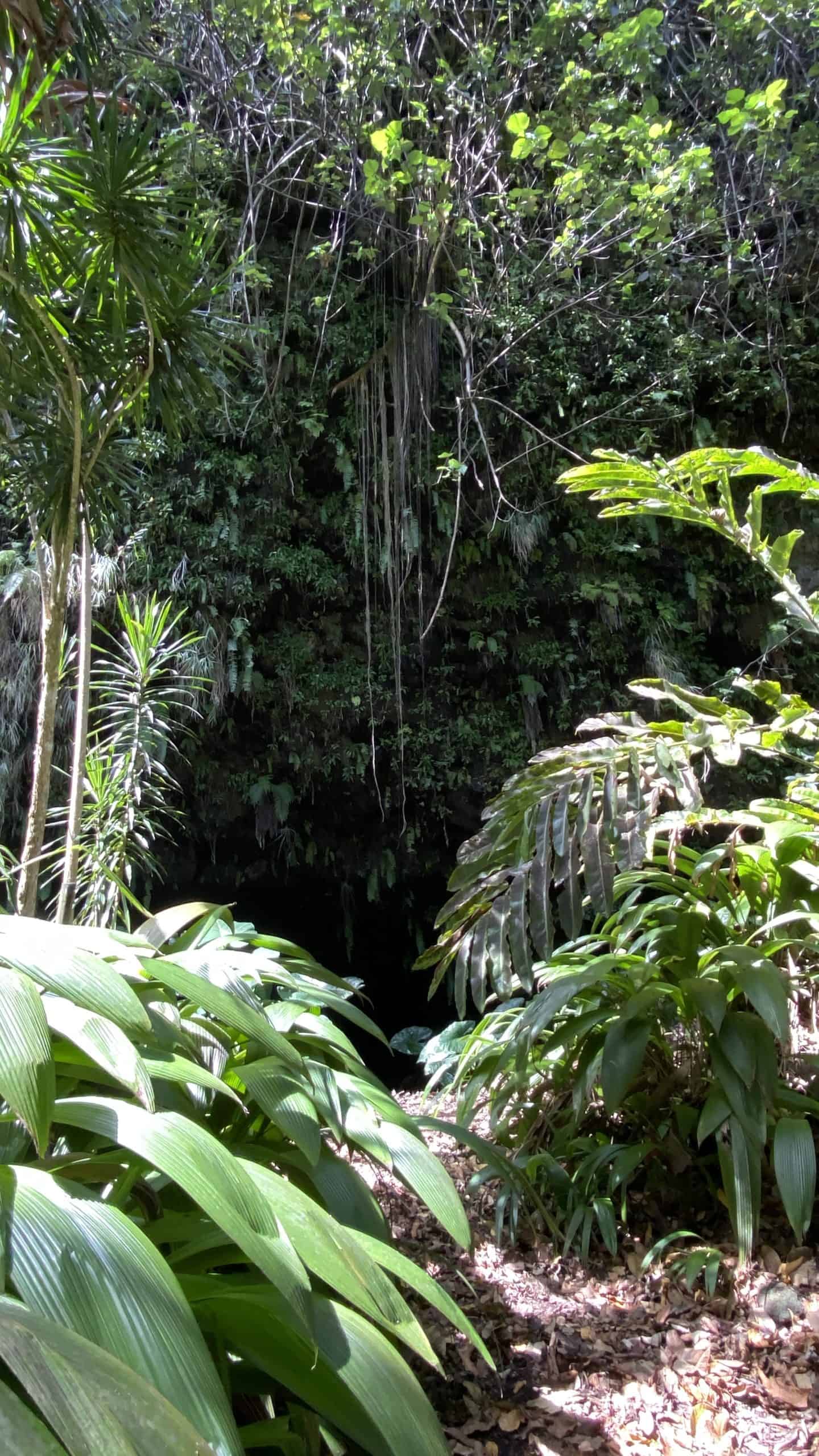 Lush greenery