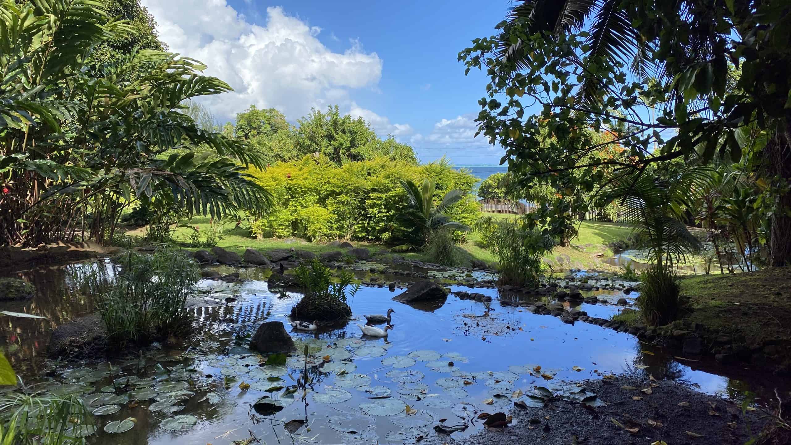 Large pond in the garden