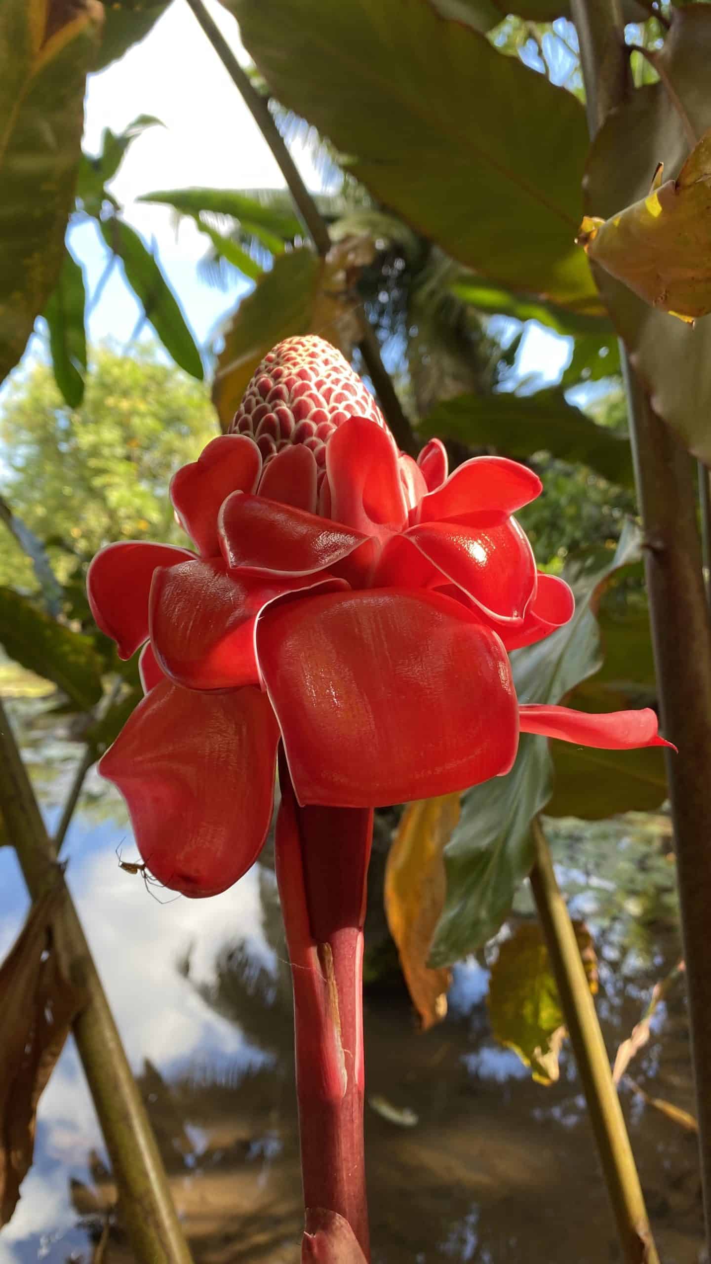 Beautiful flower