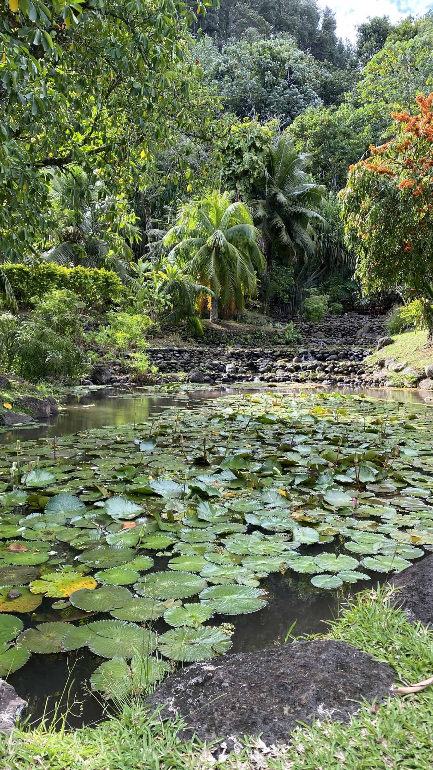 Pond filled with lily pads