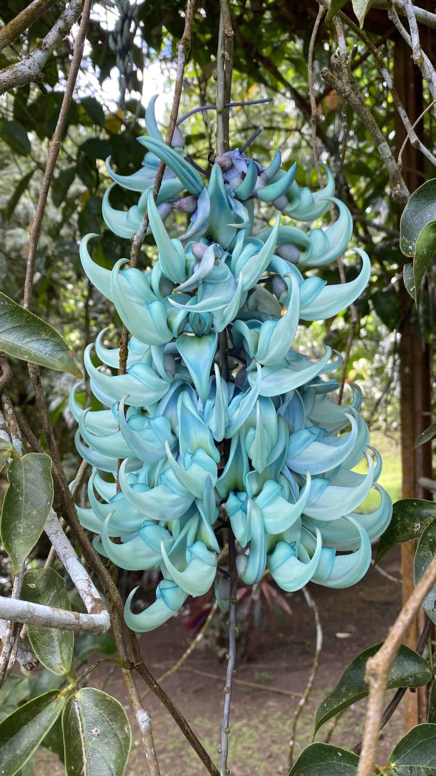 Jade plant