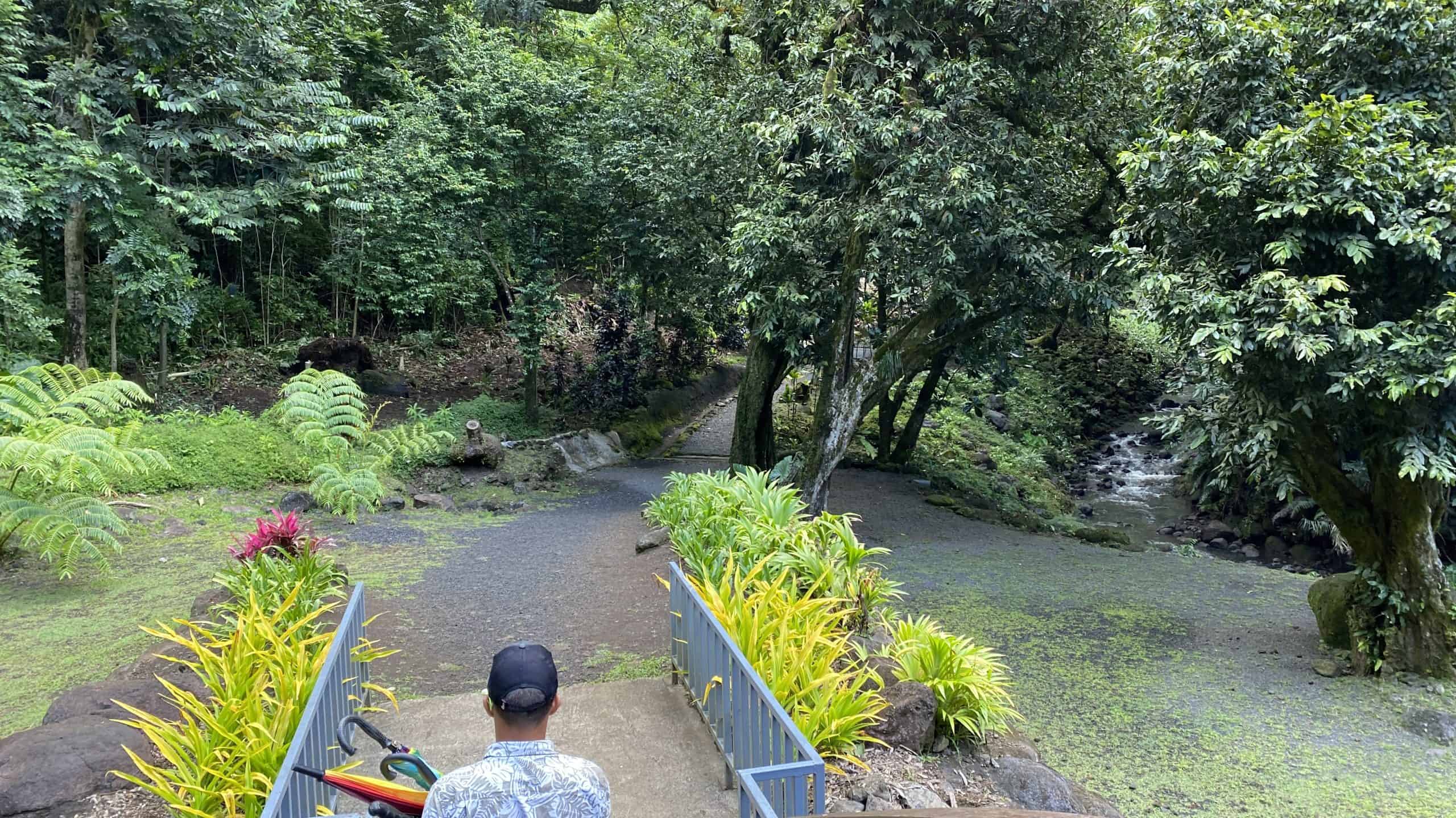 Pathway to the falls
