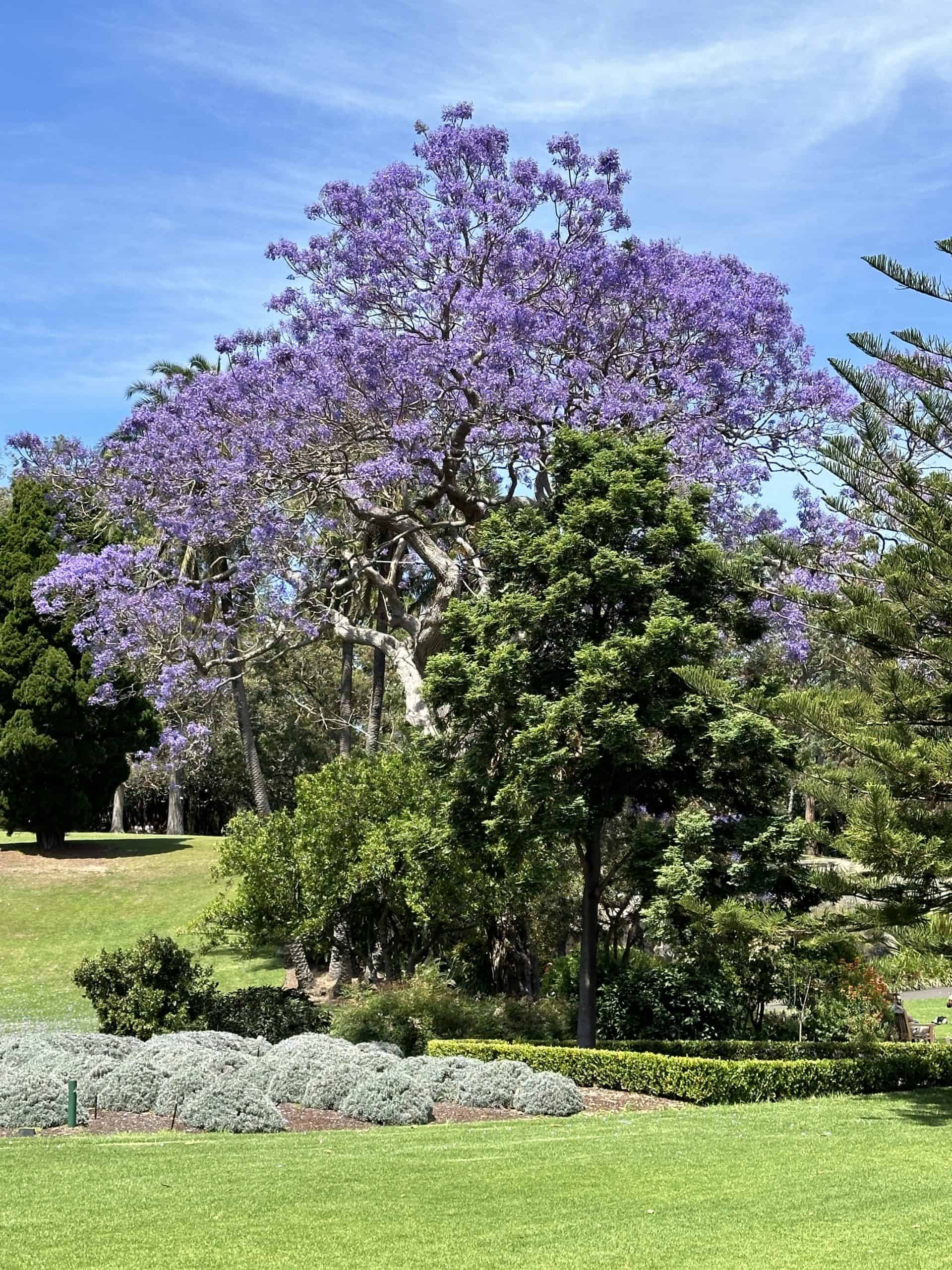 Jacaranda tree in Royal Botanic Garden Sydney