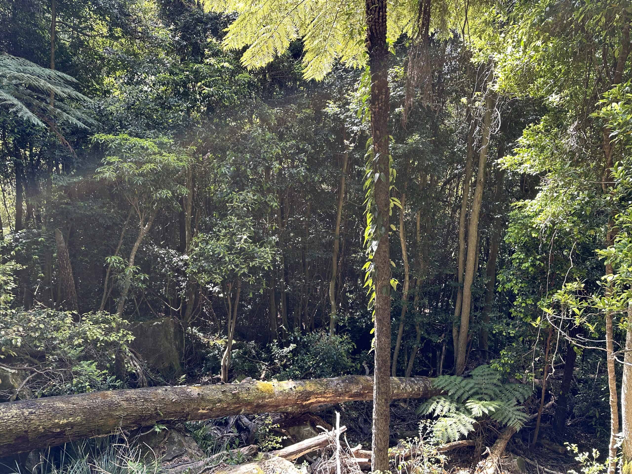 Rainforest natural growth
