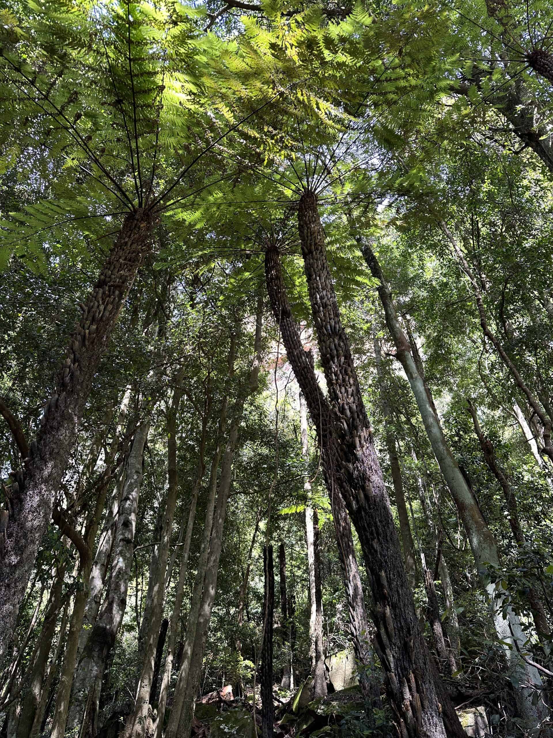 Incredible trees in the rainforest