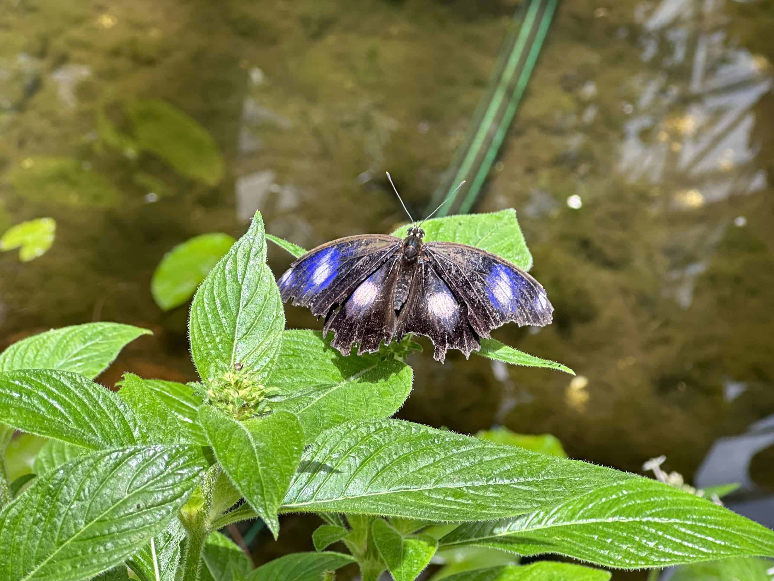 Common eggfly