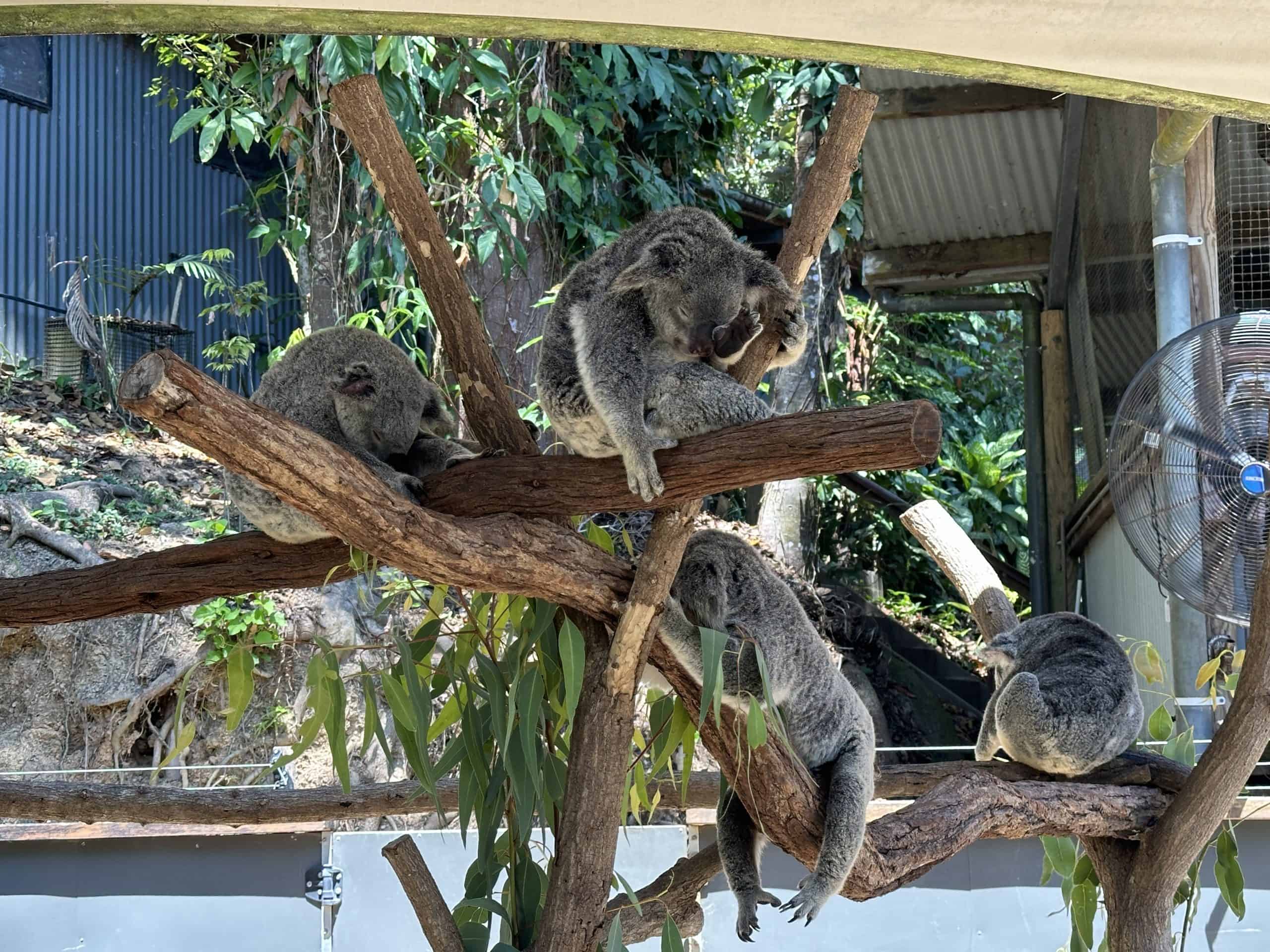 Koala exhibit