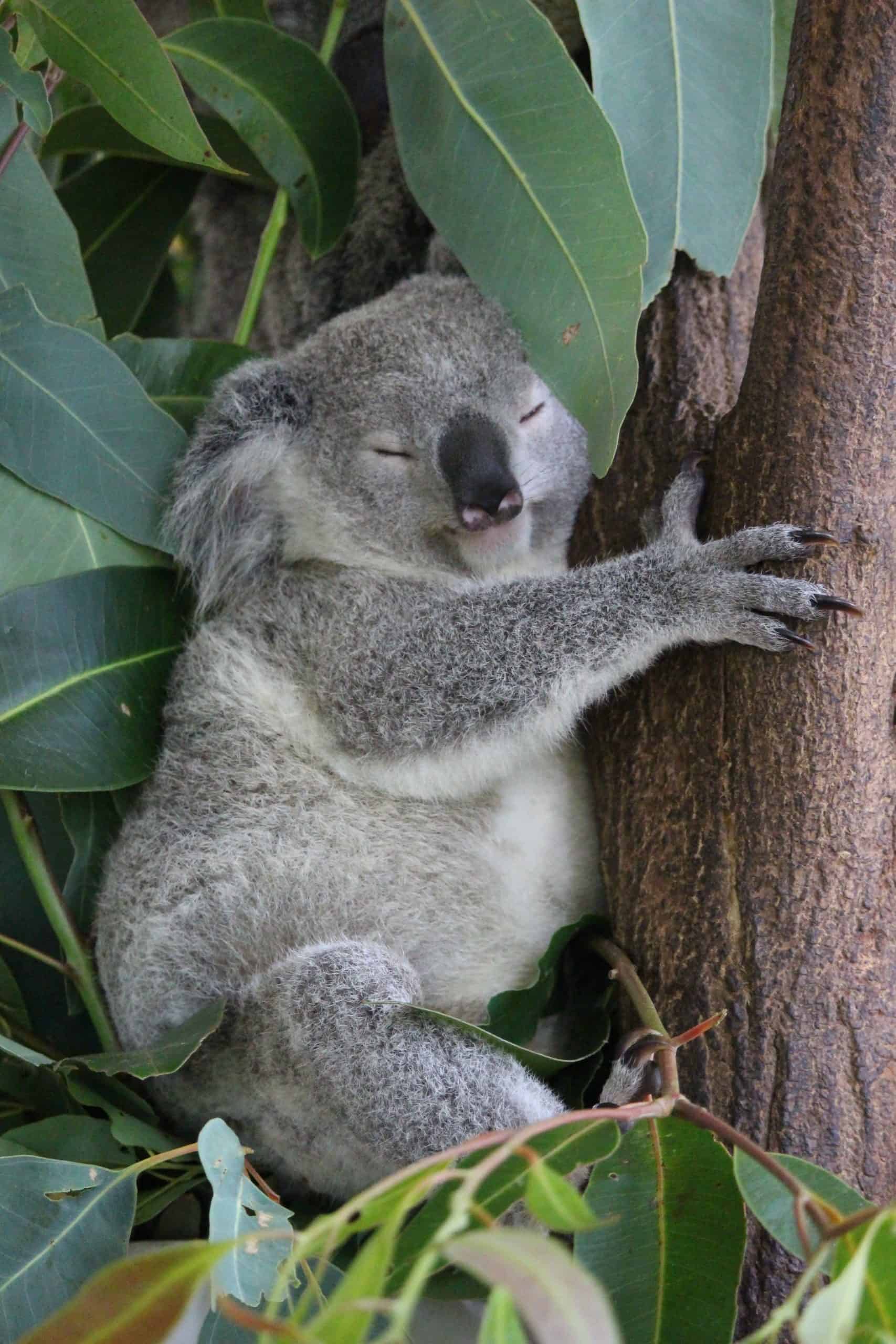 Sleeping koala
