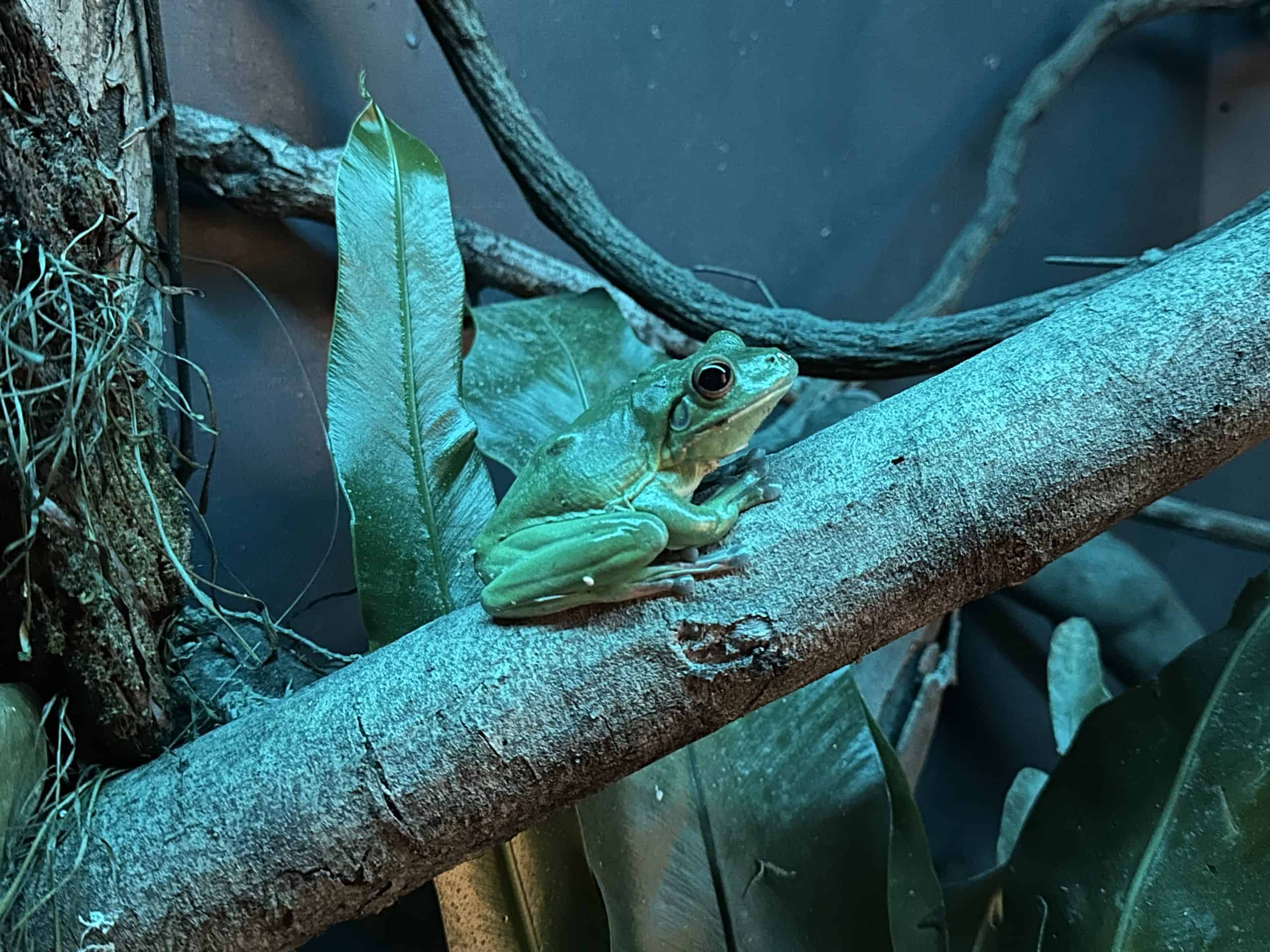 Frog in the nocturnal exhibit