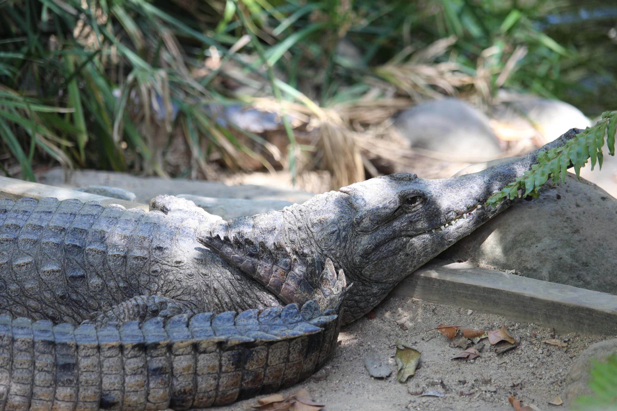 Crocodile