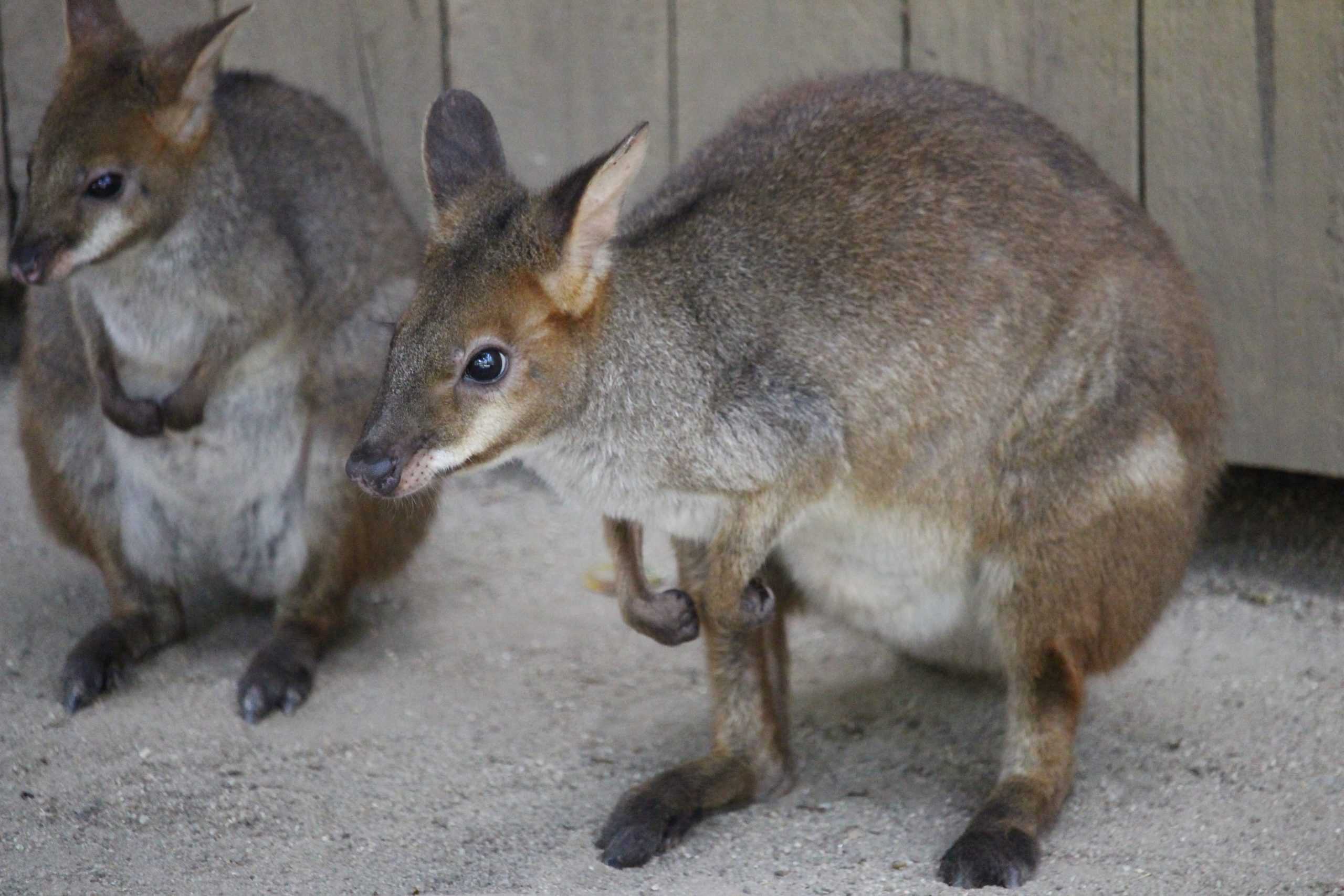 Pademelon