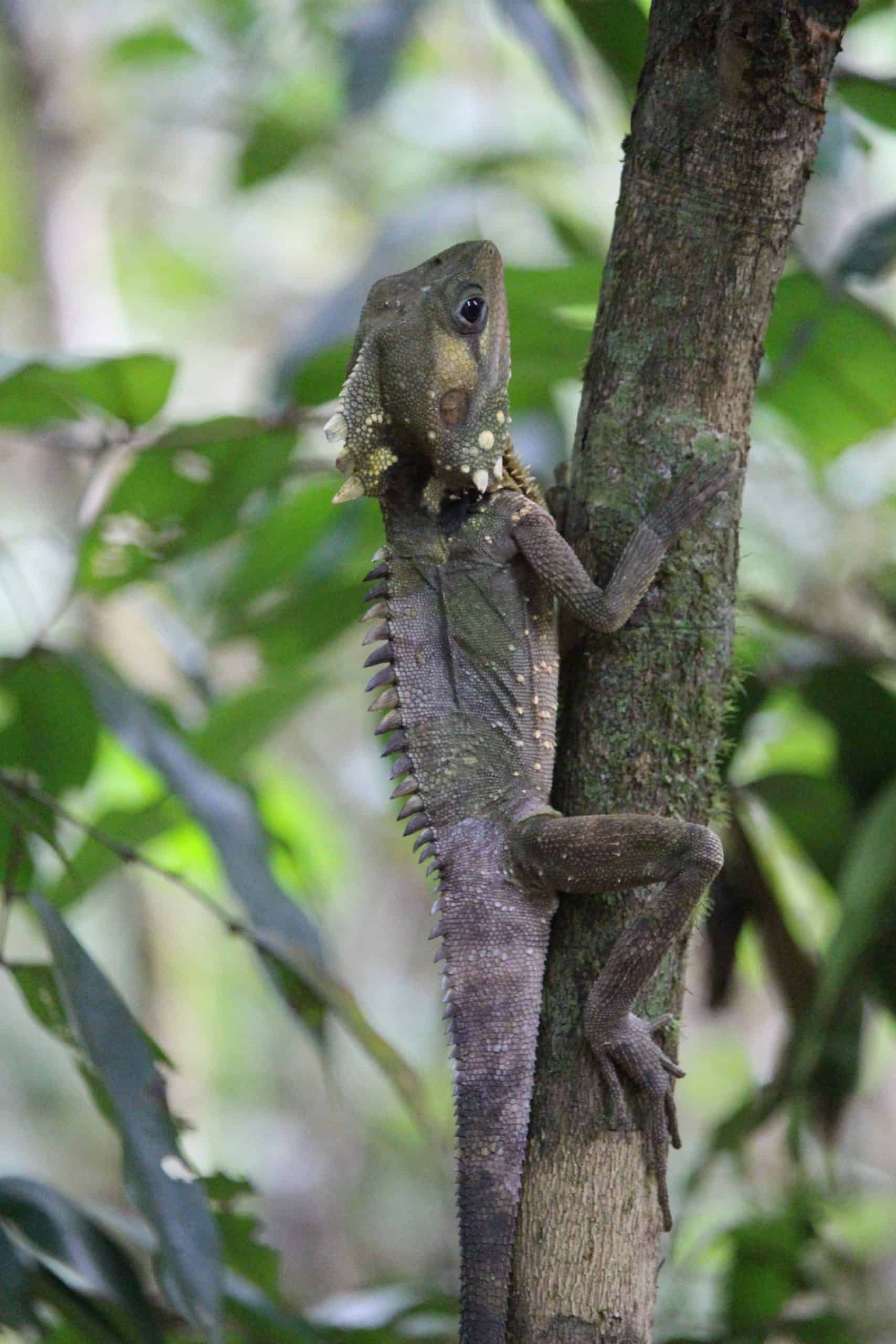 Forest dragon