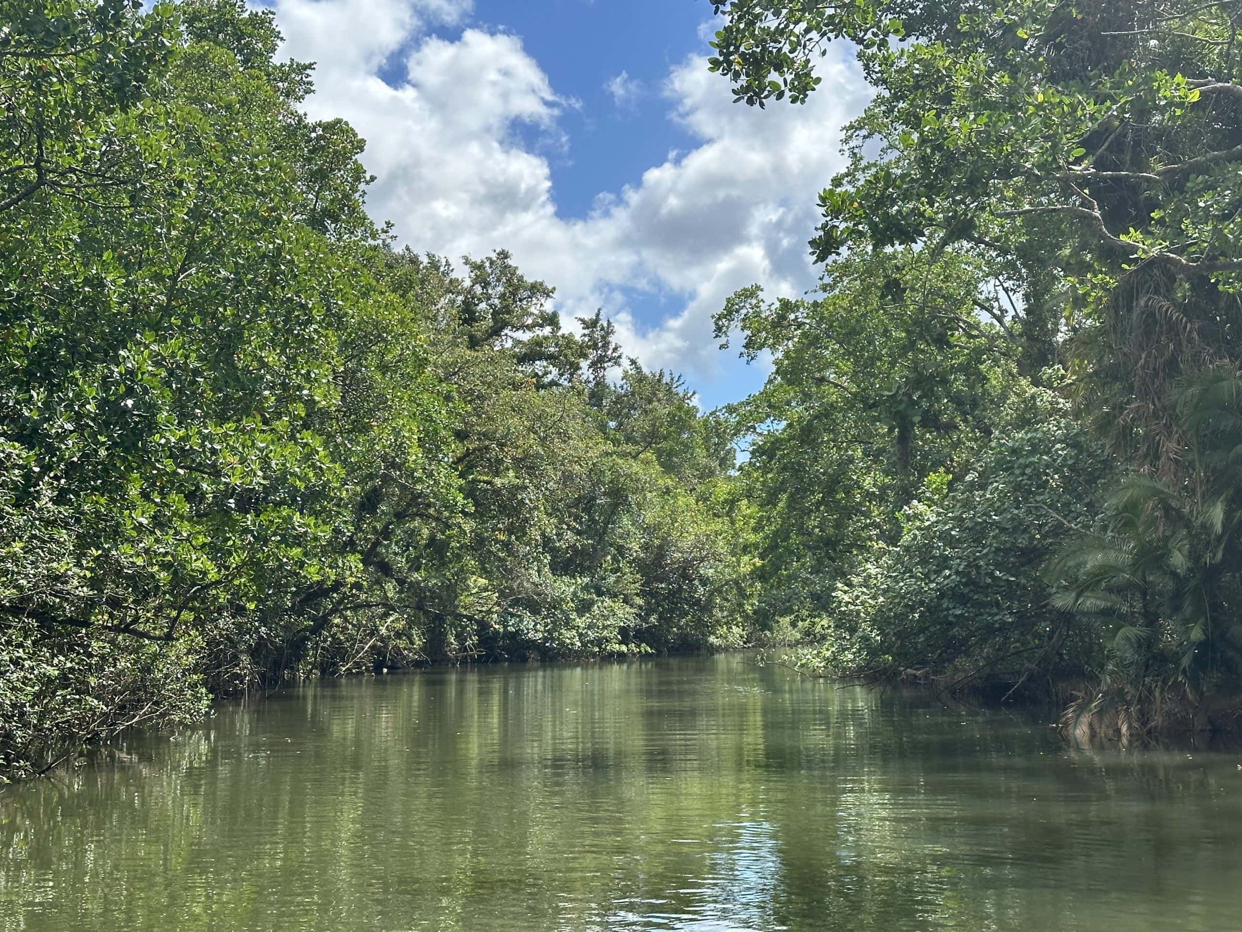 Cruising along the Daintree river