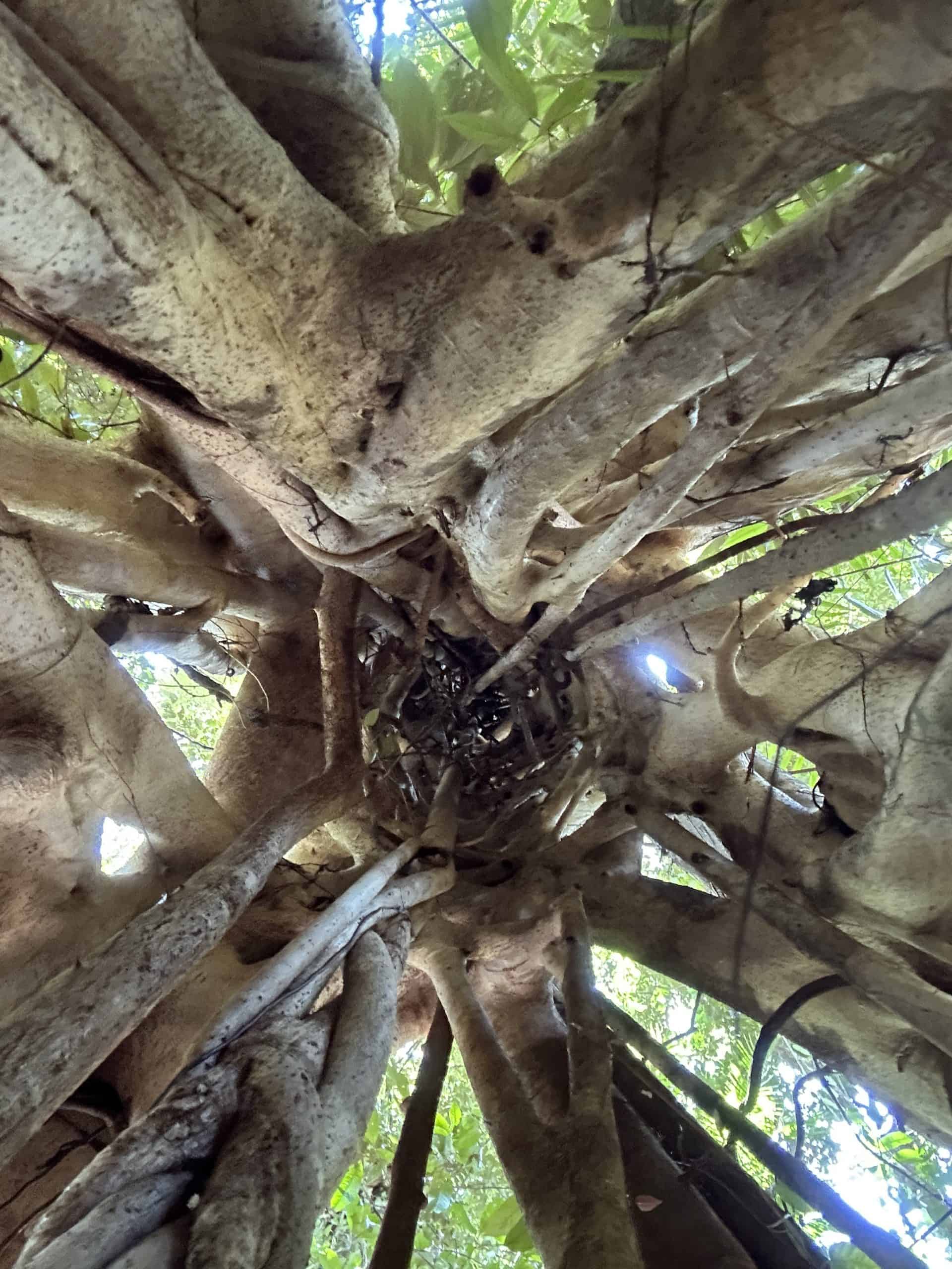 Inside a strangling fig tree