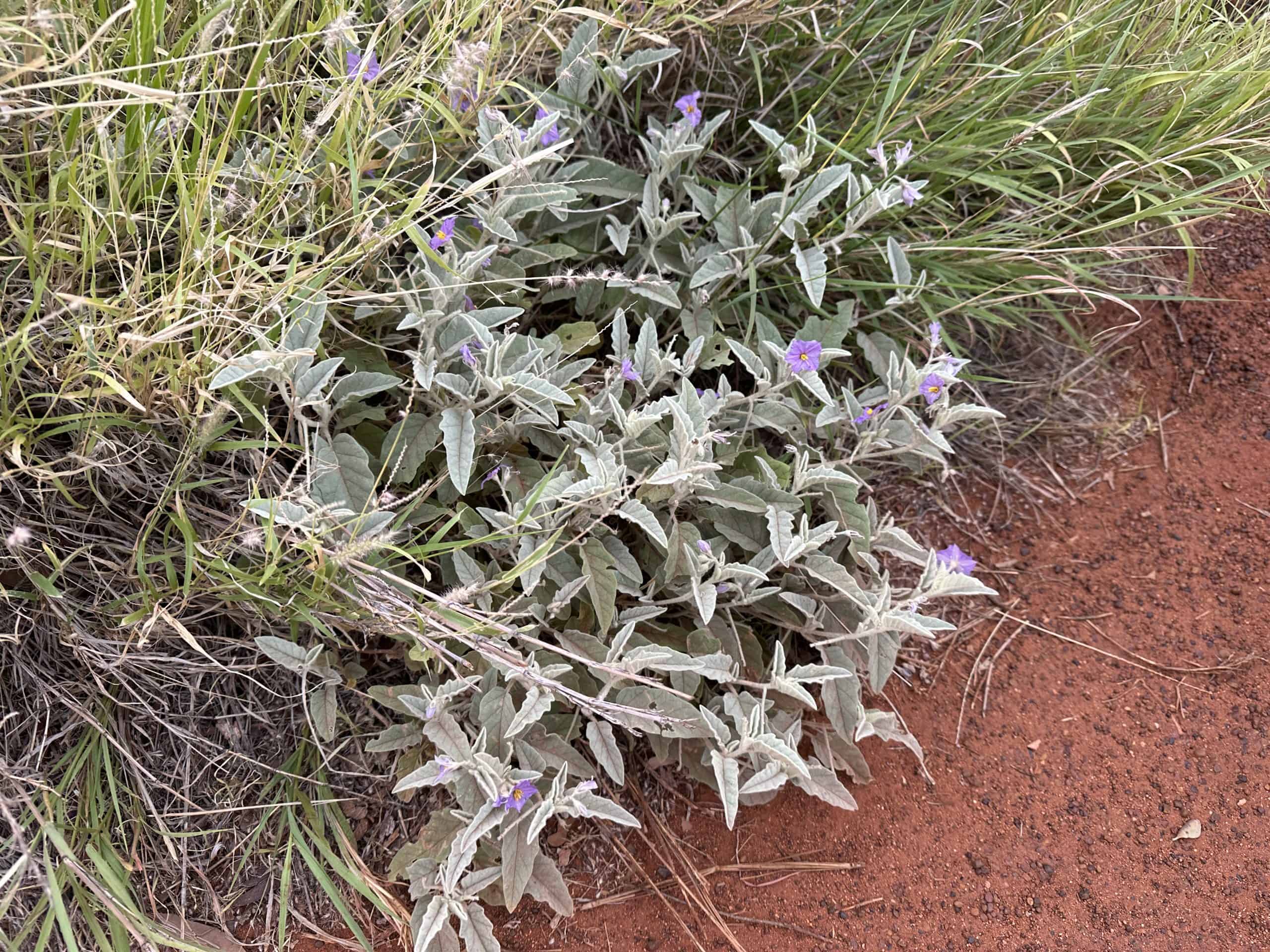 Foliage on the trail