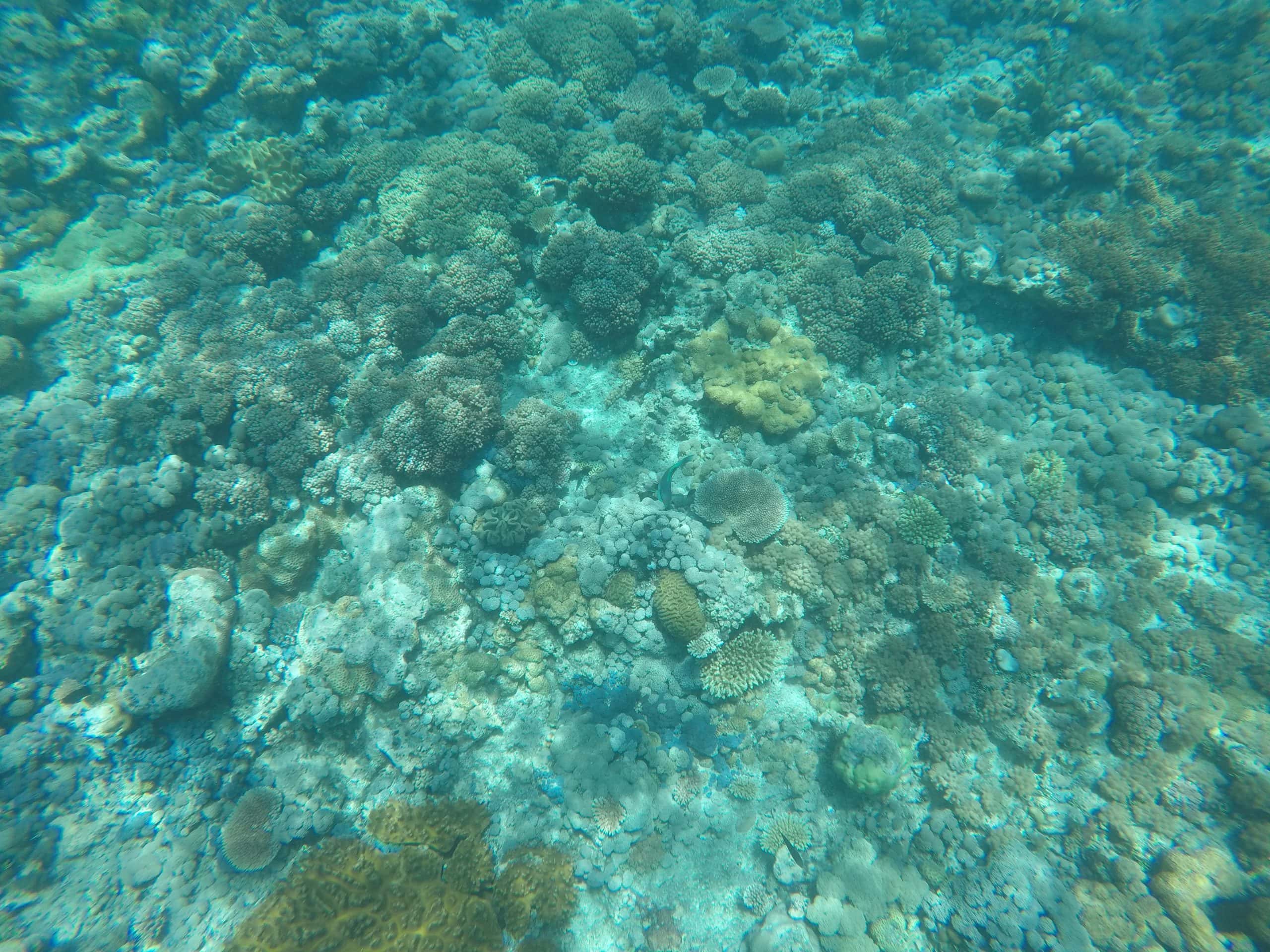 Underwater view at Bait Reef