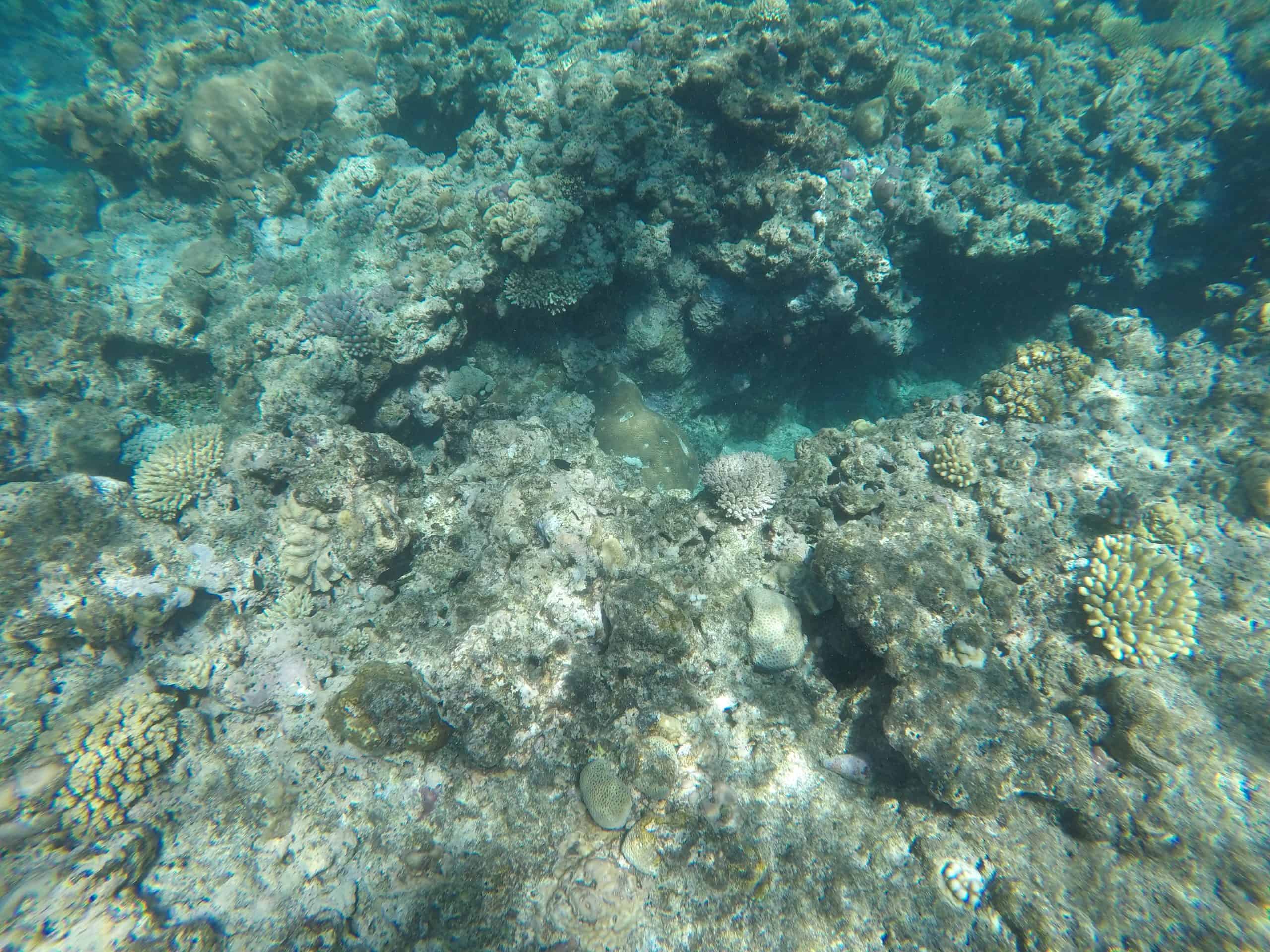 Underwater at Bait Reef
