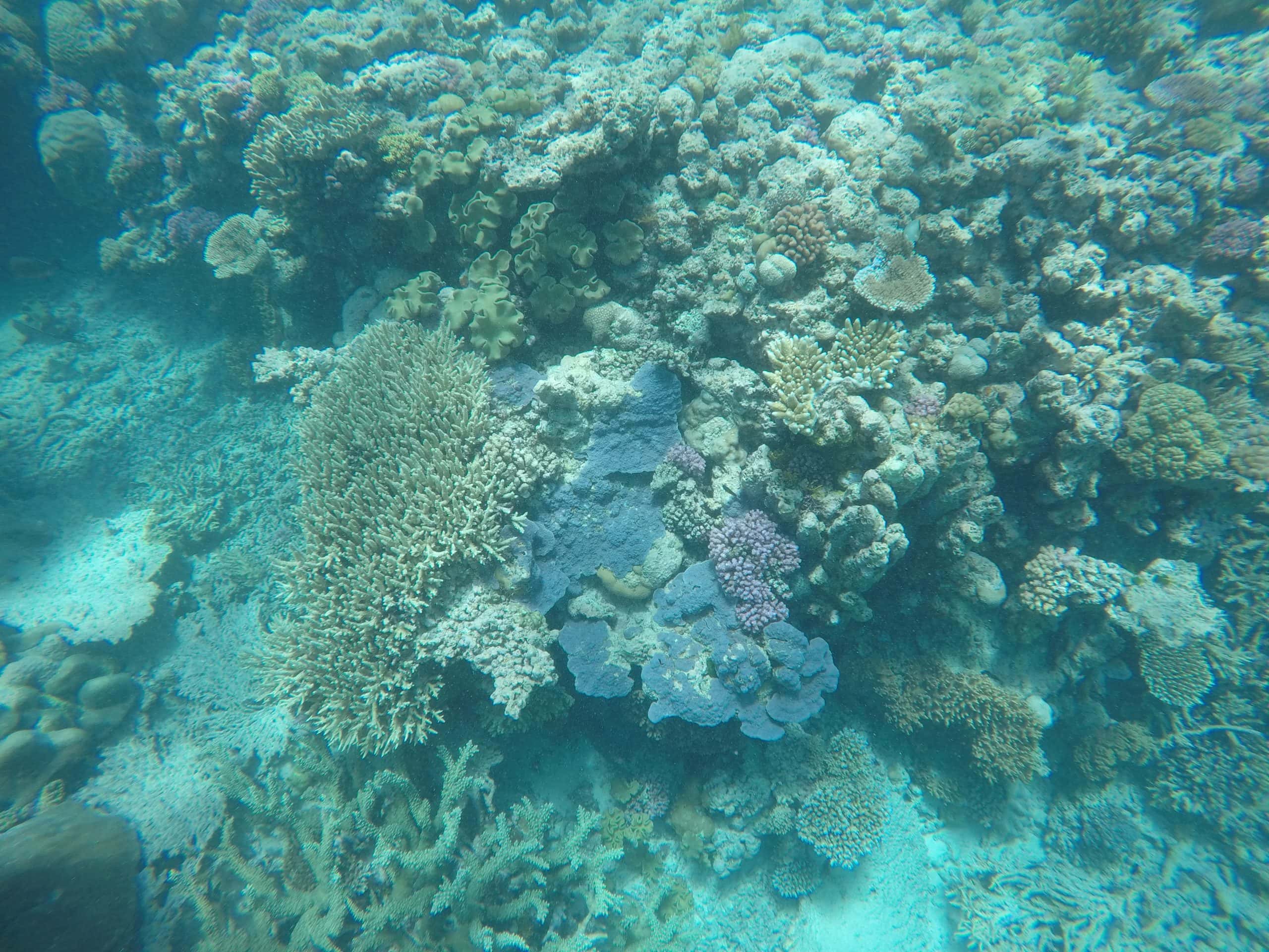Coral at Agincourt Reef