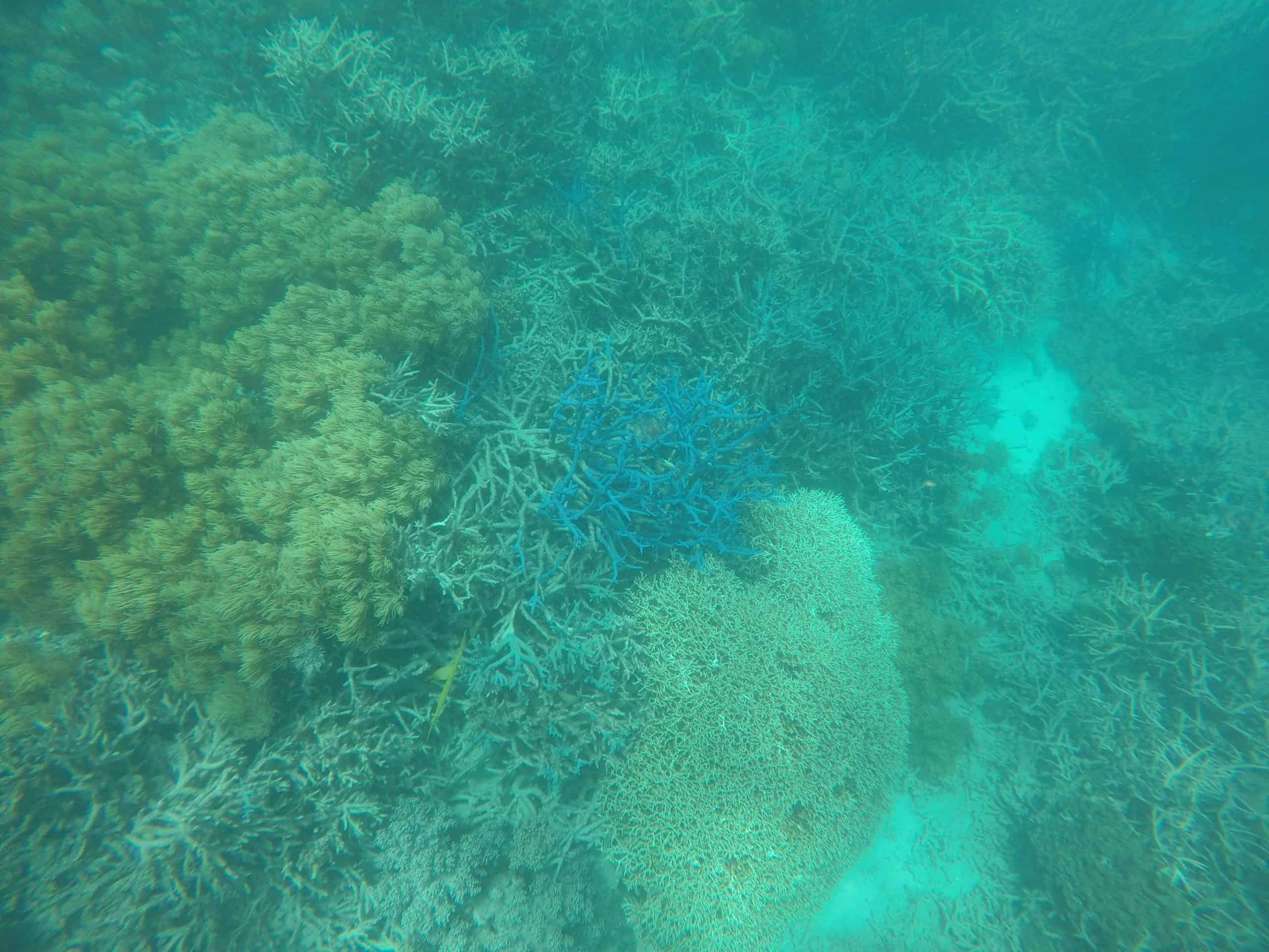 Underwater view of Agincourt Reef