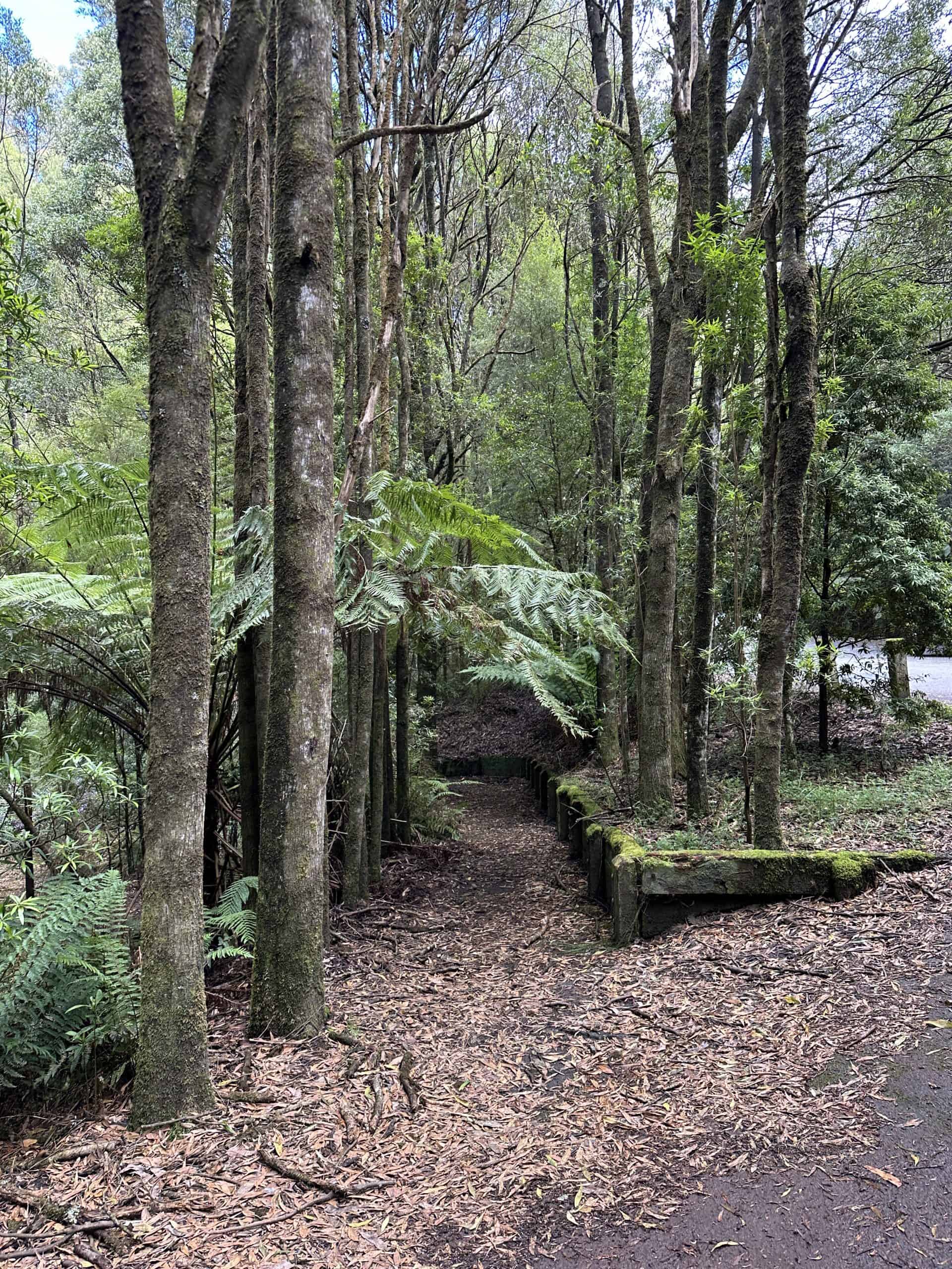 Tall trees along the pathways