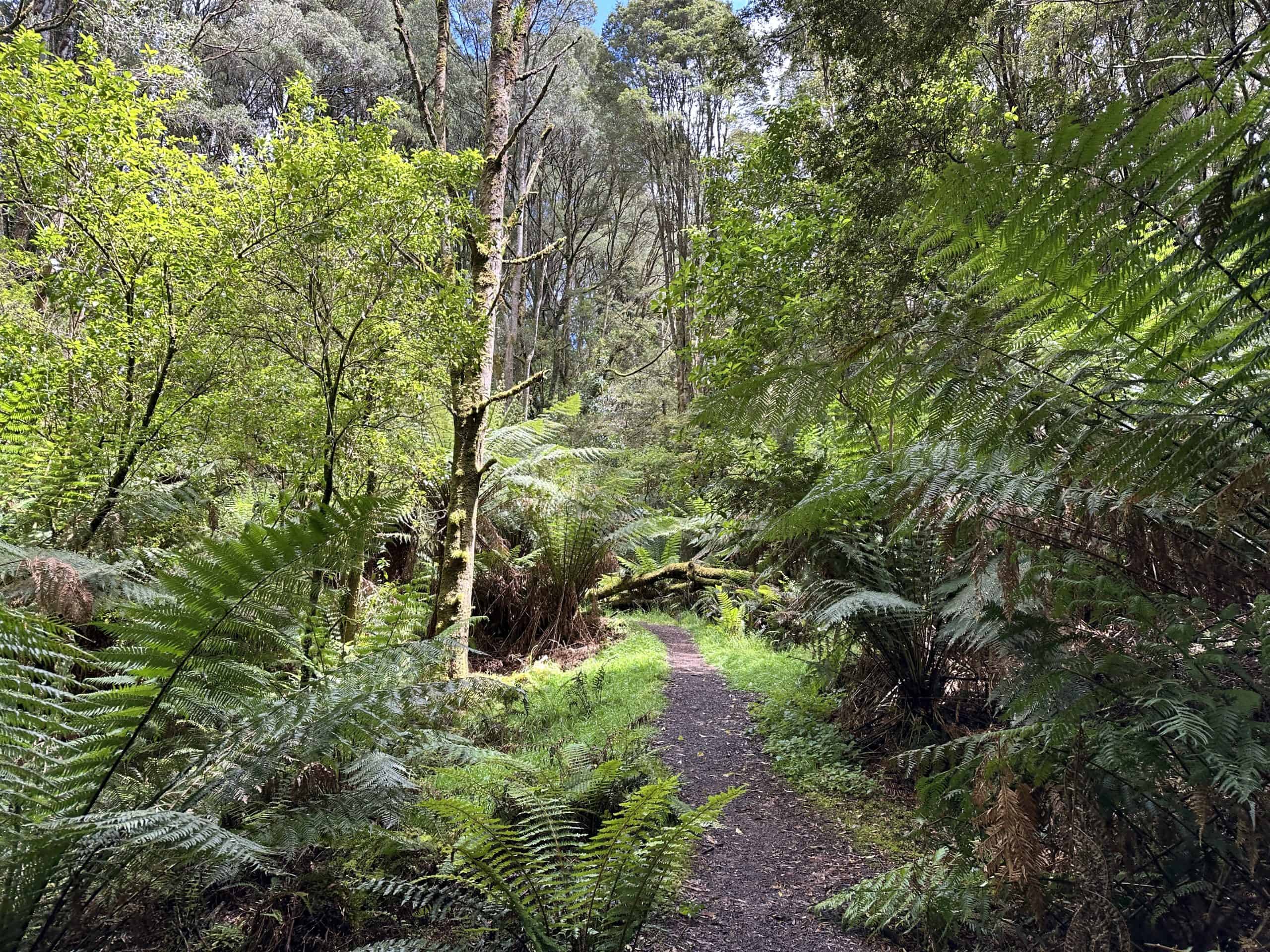 Pathway through Melba Gully