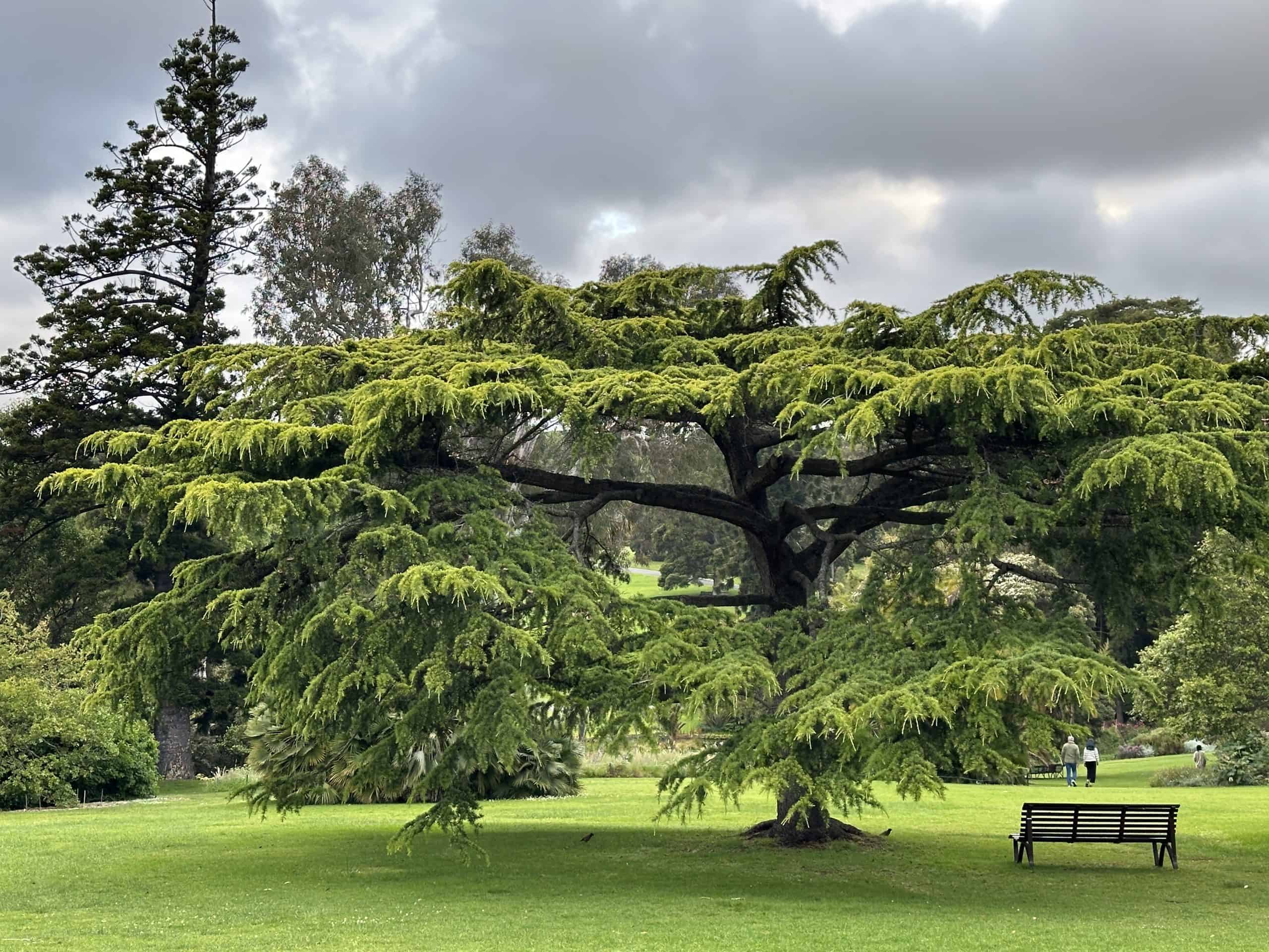 green space with large tree and bench