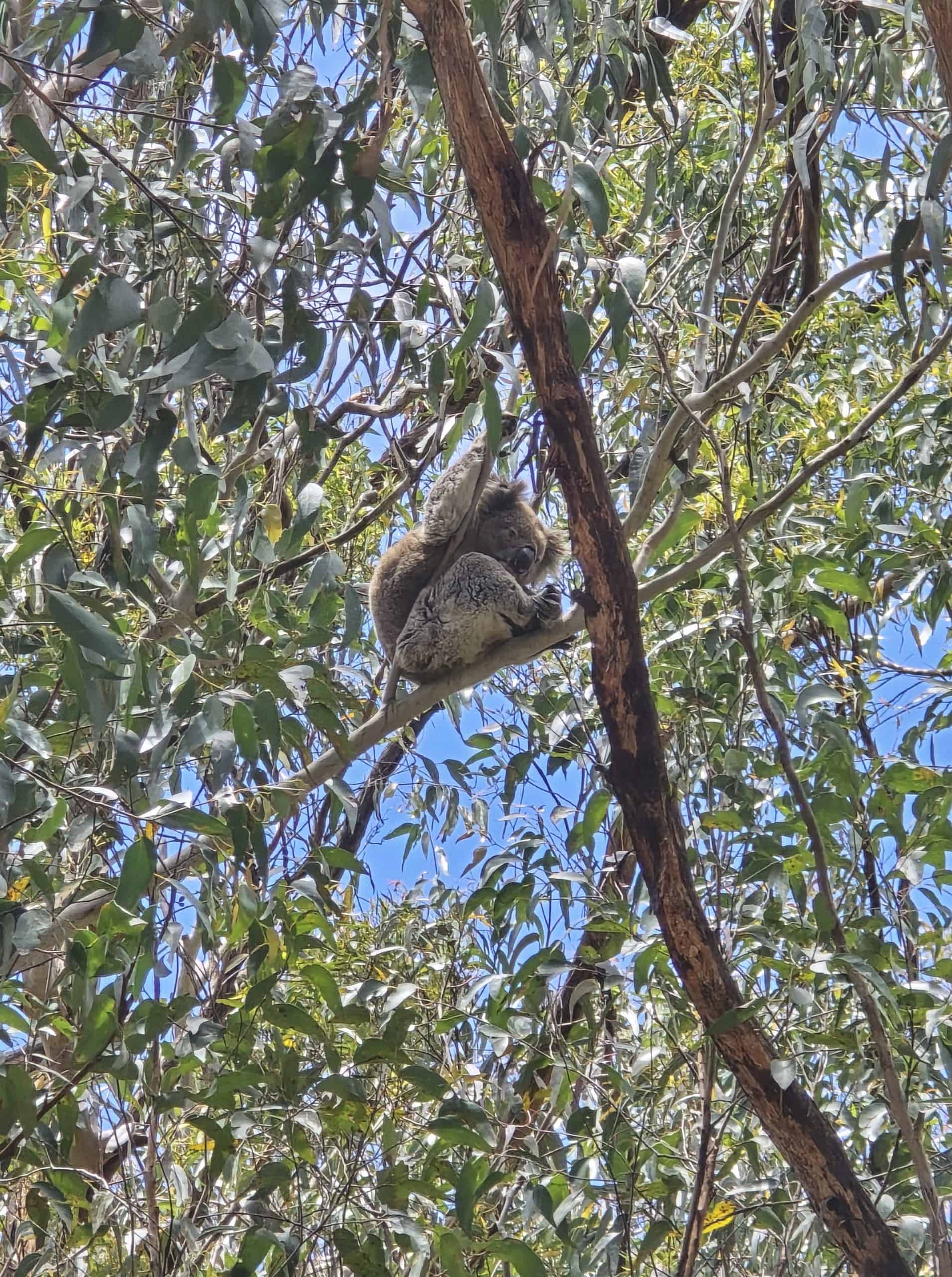Wild koala up in a tree