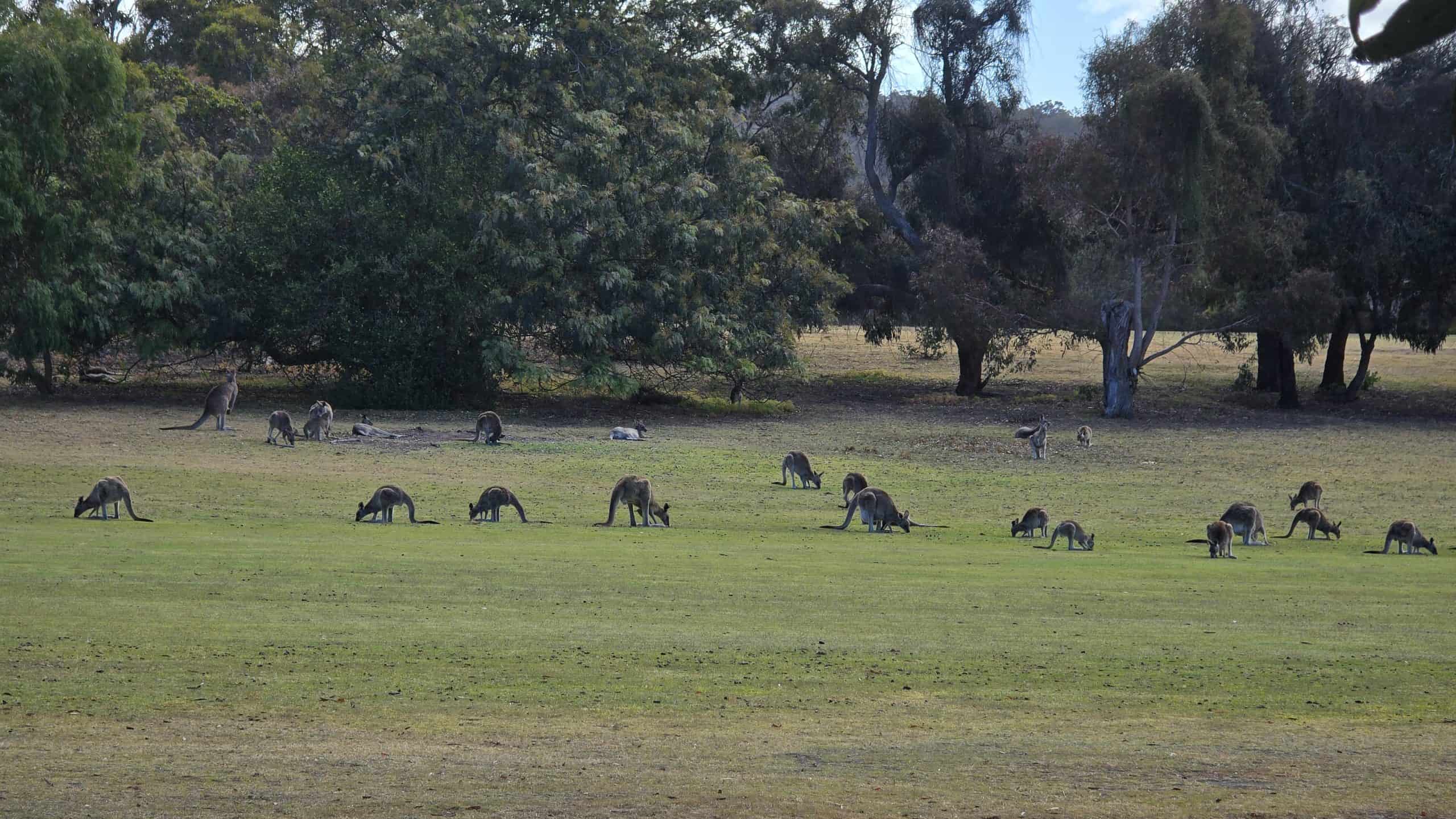 Kangaroos on the golf course