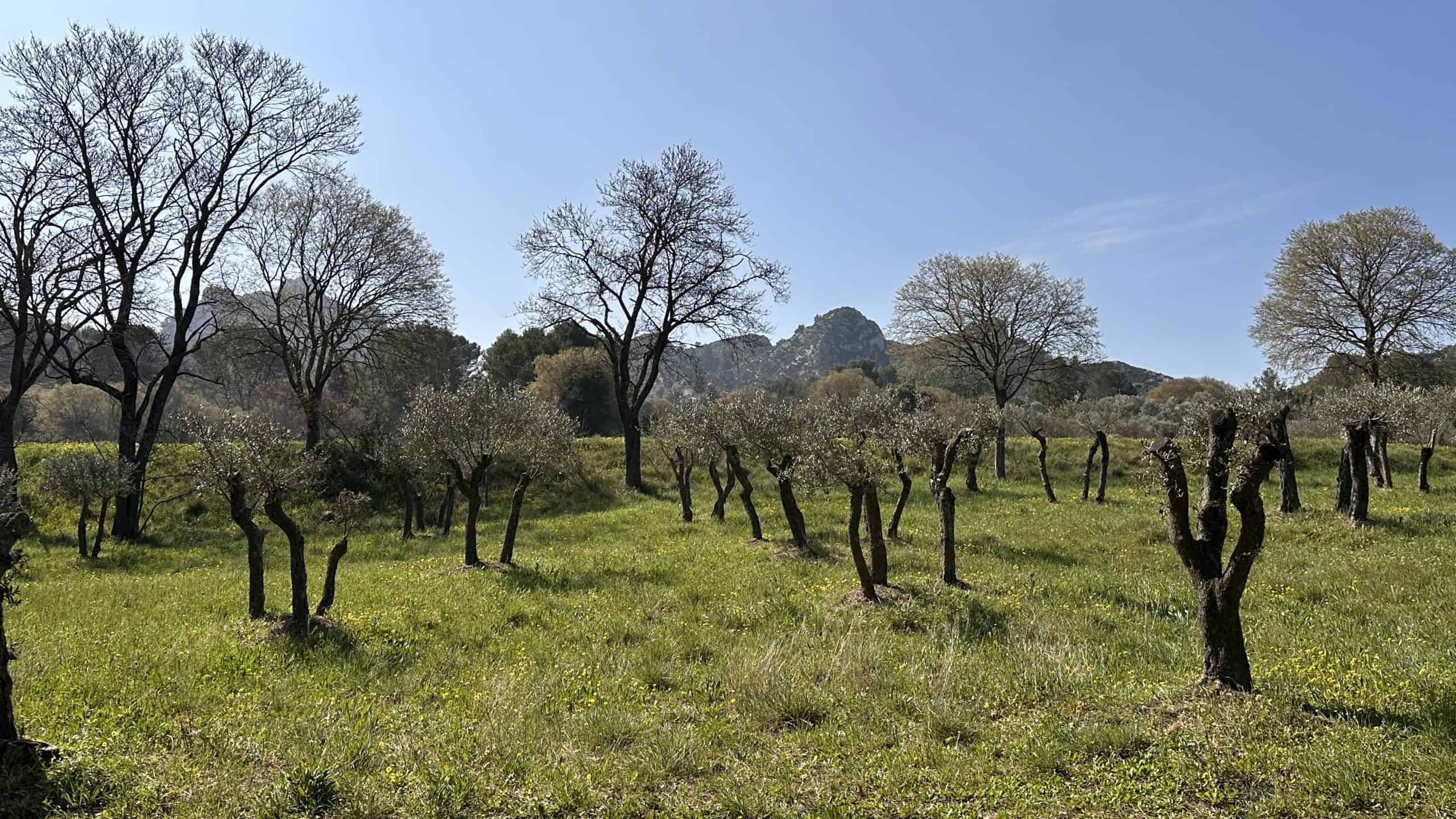 Field that inspired the painting