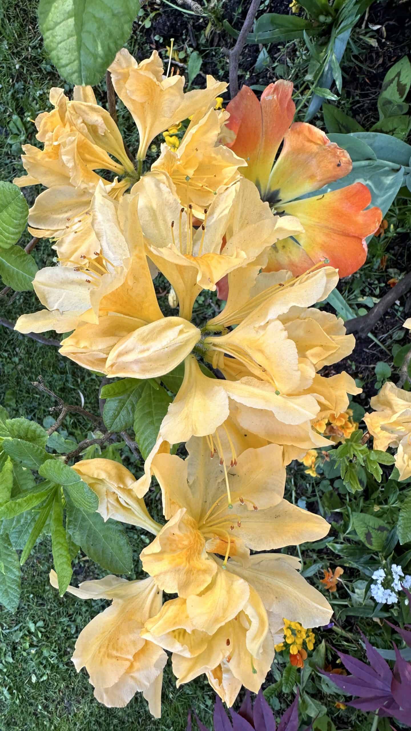 Beautiful flowers
