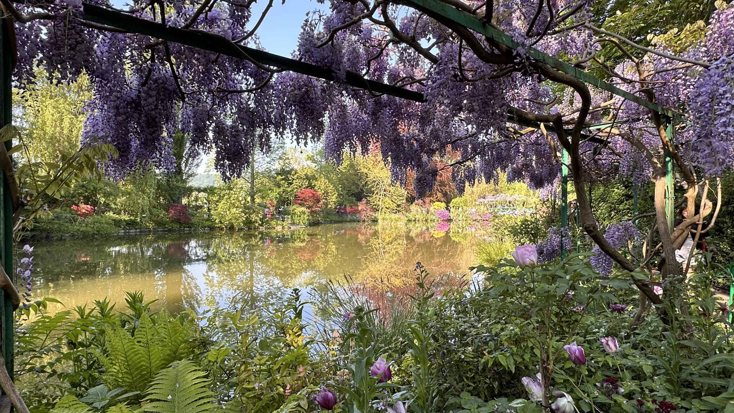 Wisteria around the water garden