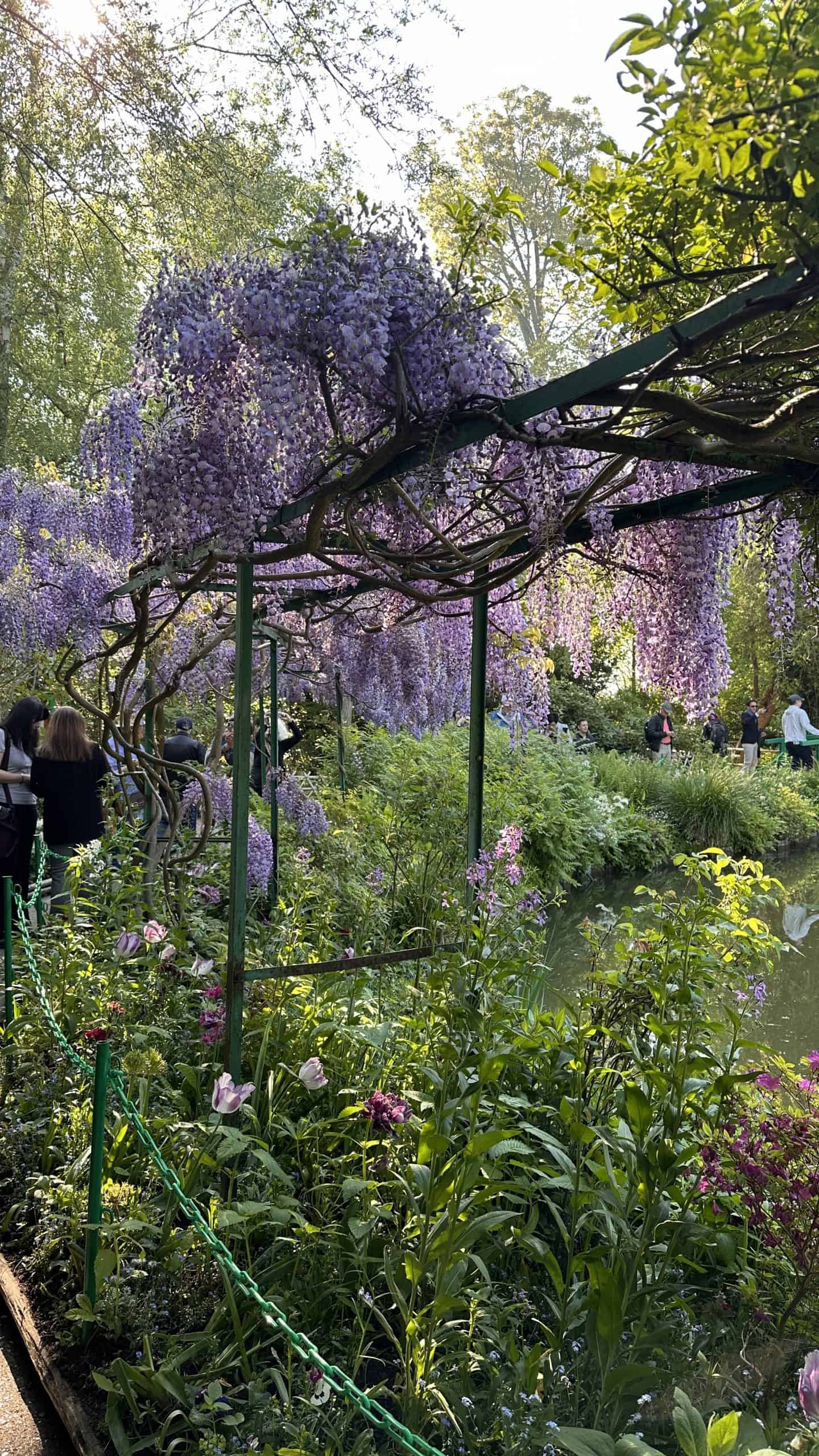 Dripping wisteria