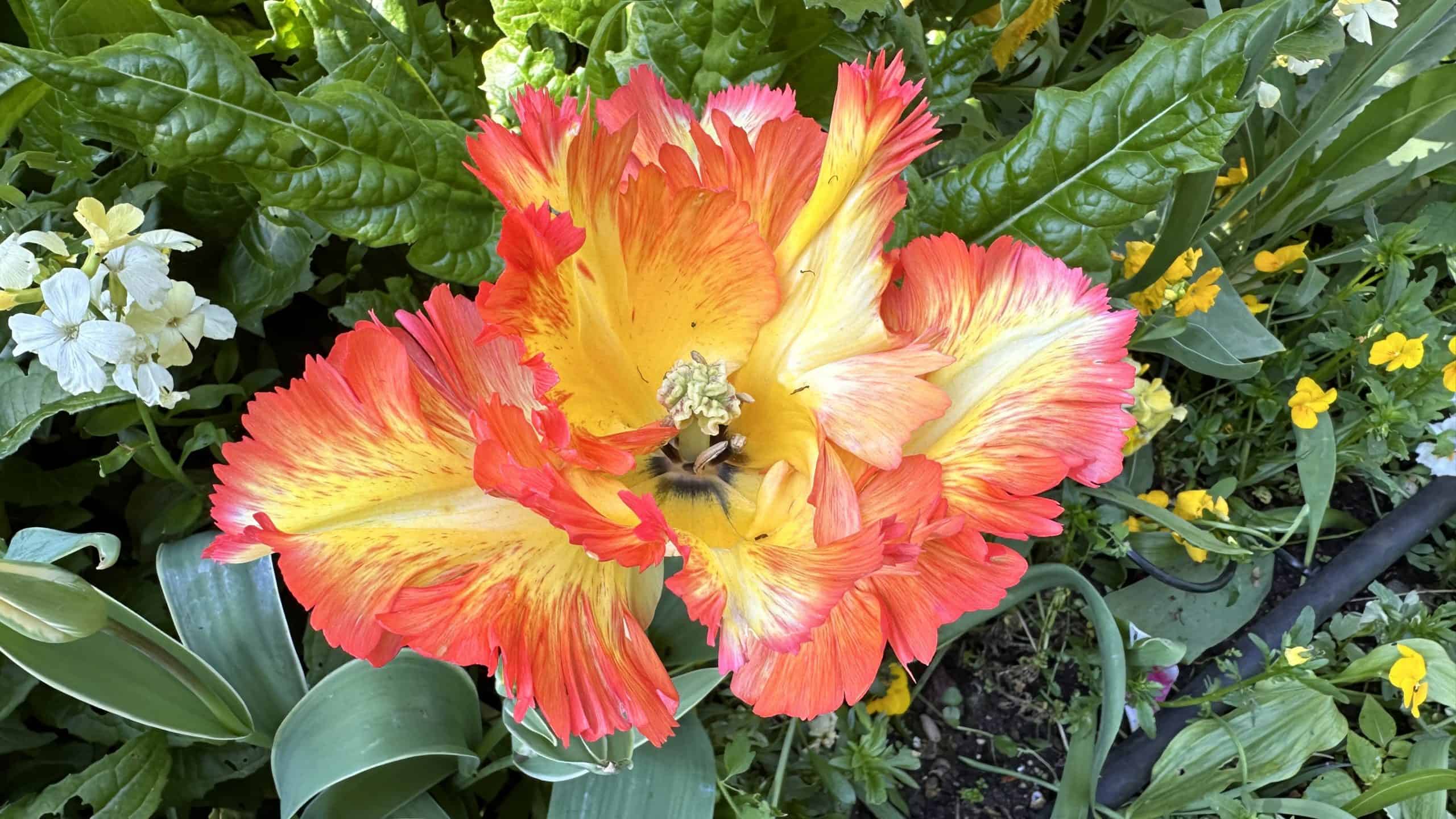 Unusual tulip variety