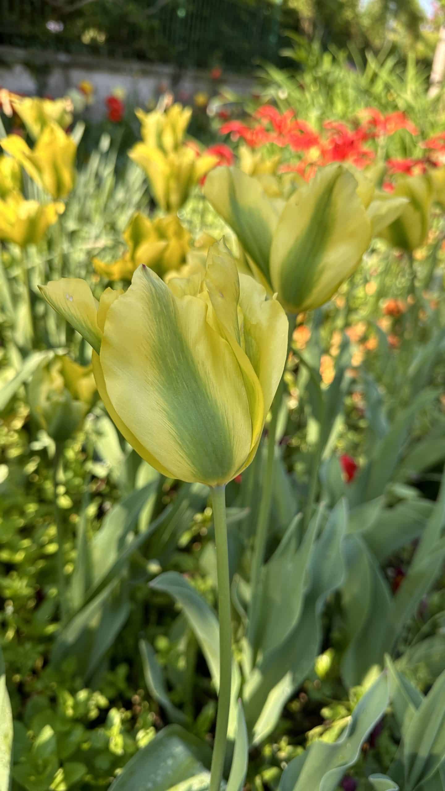 Unusual tulip colour