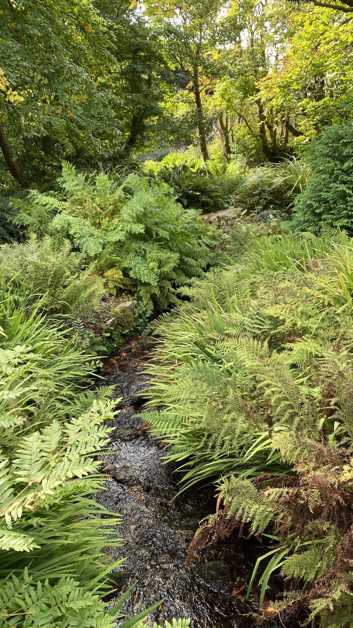 Fernery