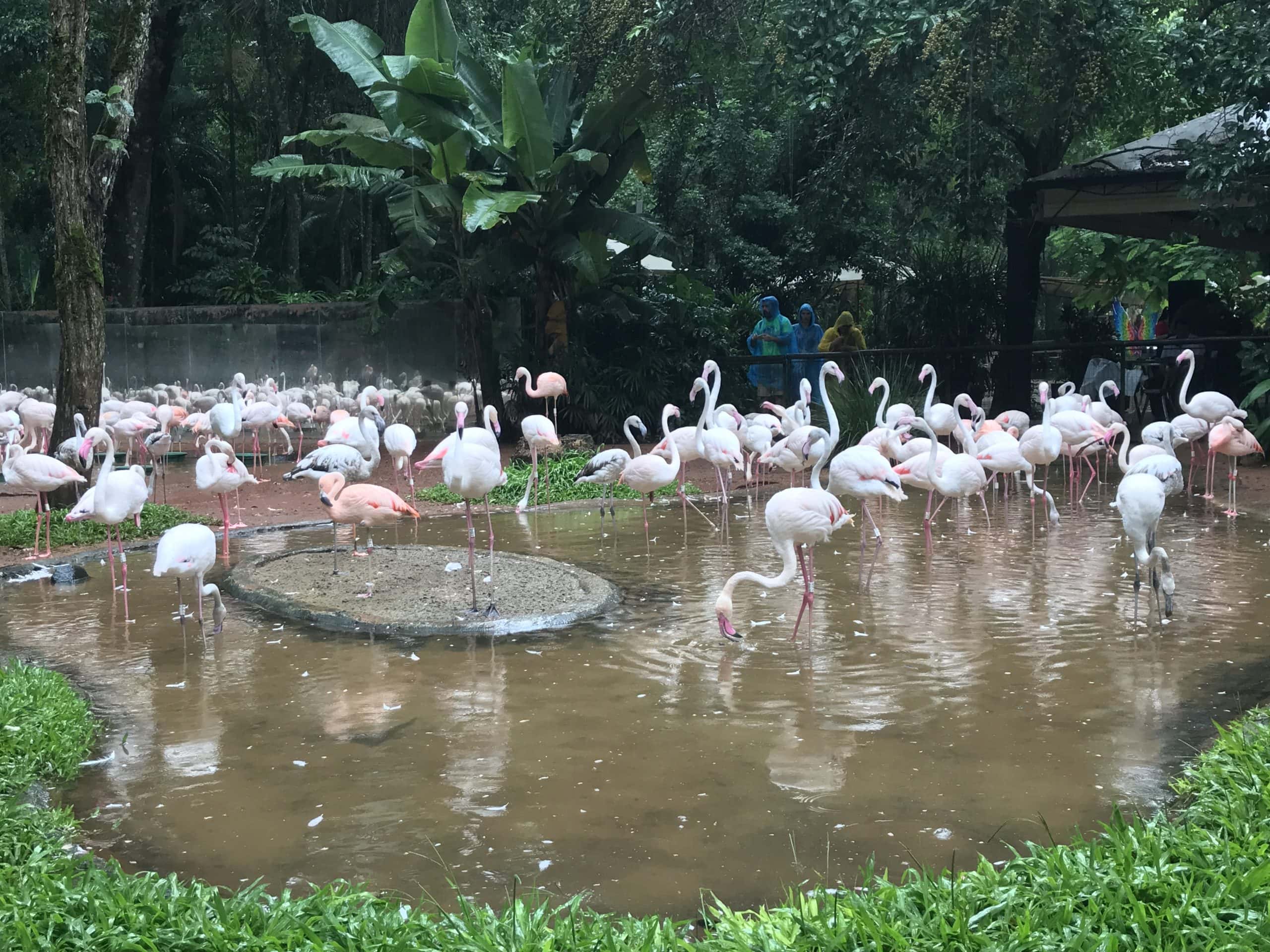 Flamingos