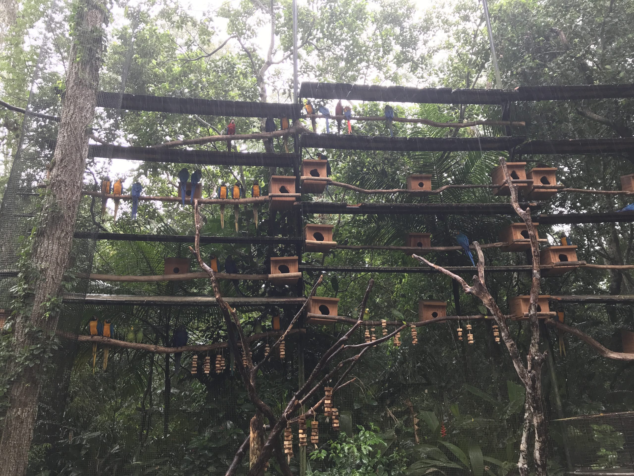 Parrot wall