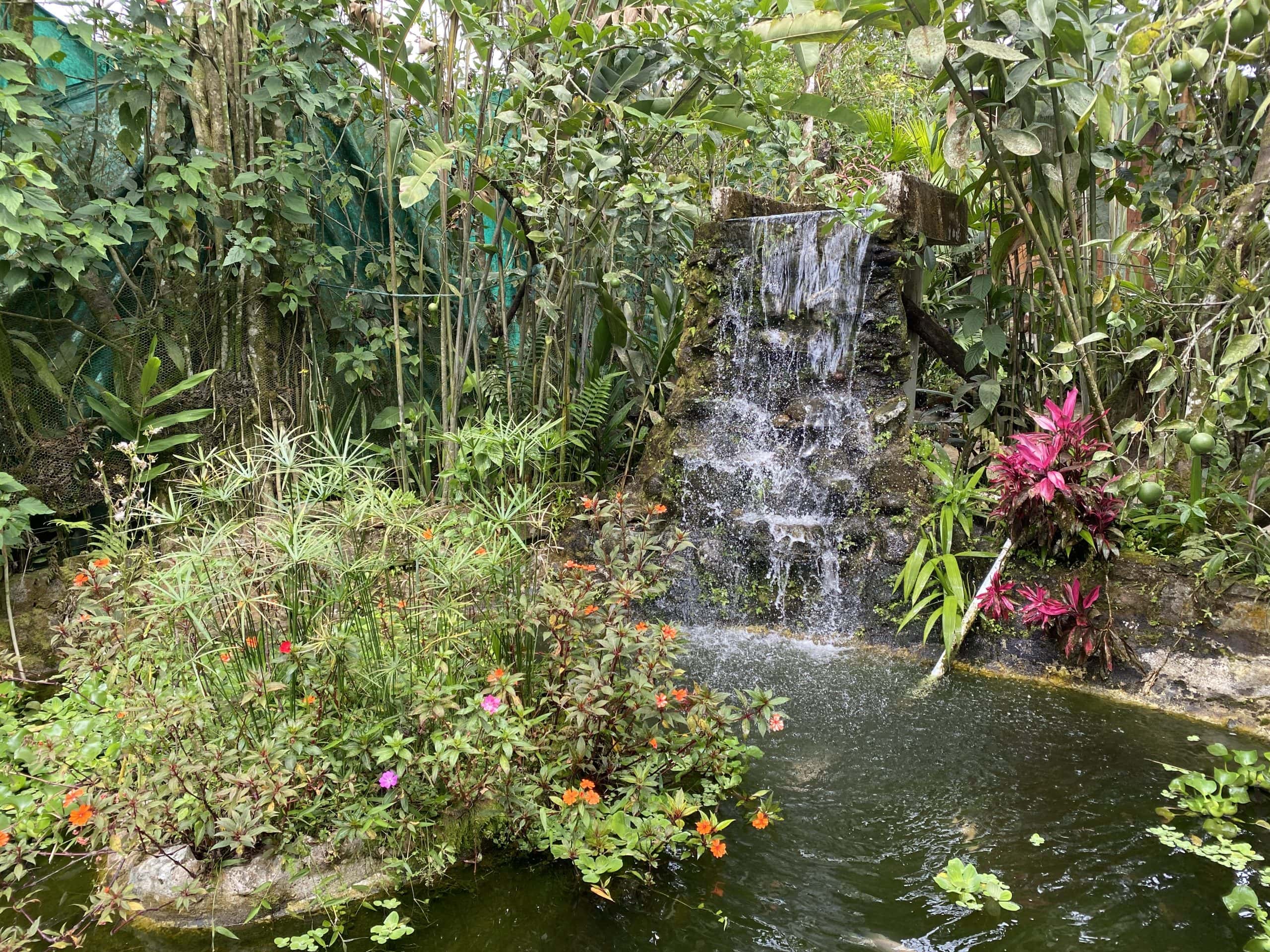 Lush foliage