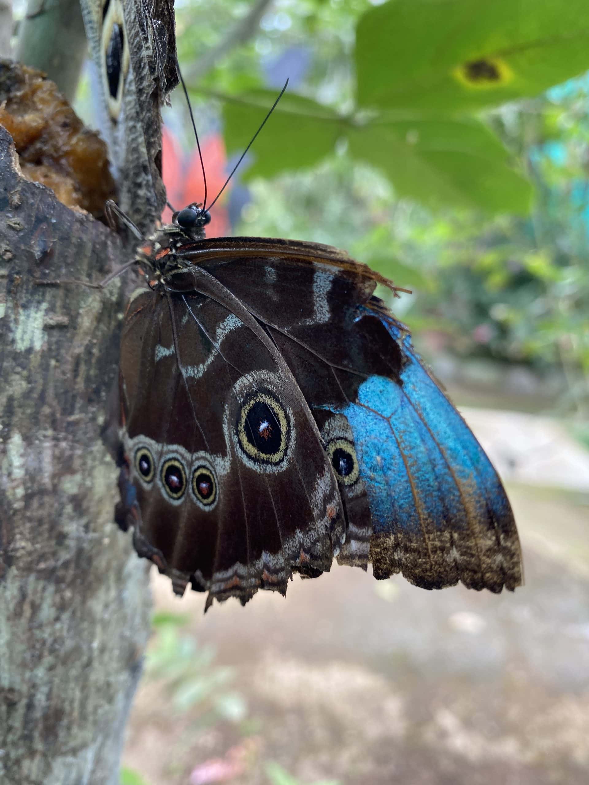Beautiful butterfly