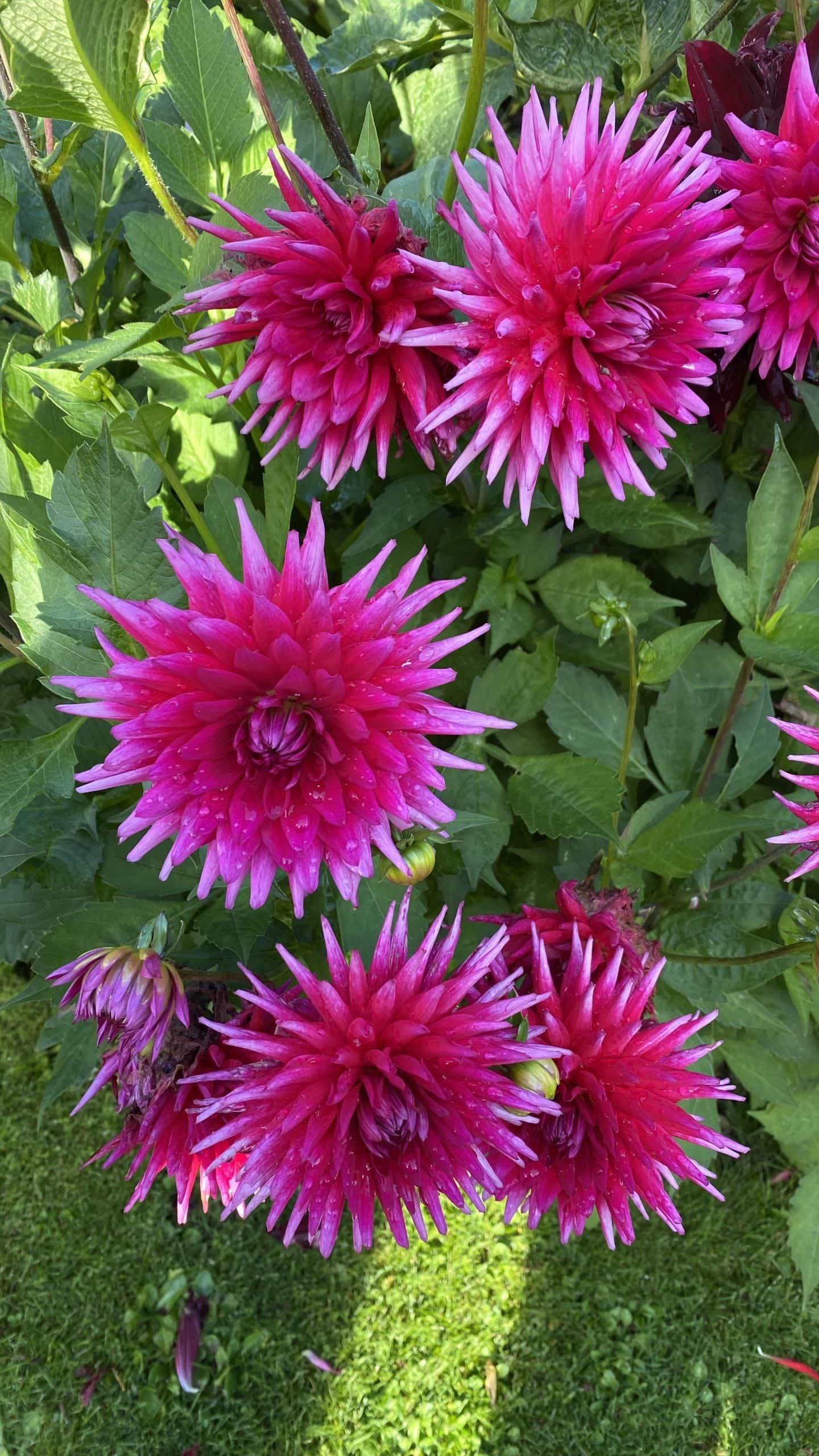 Dahlias in the garden at Dunrobin Castle