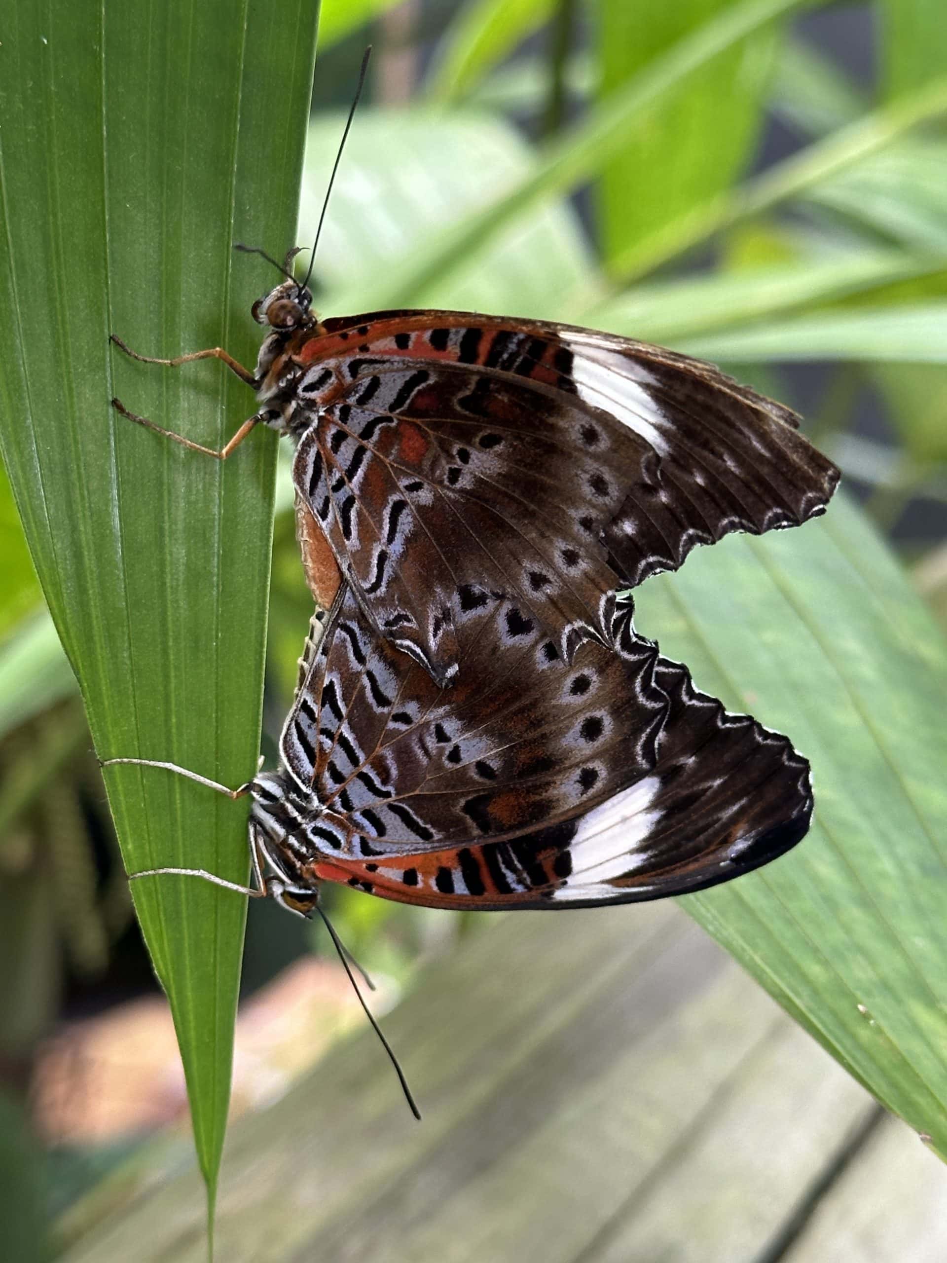 Gorgeous patterned butterfly