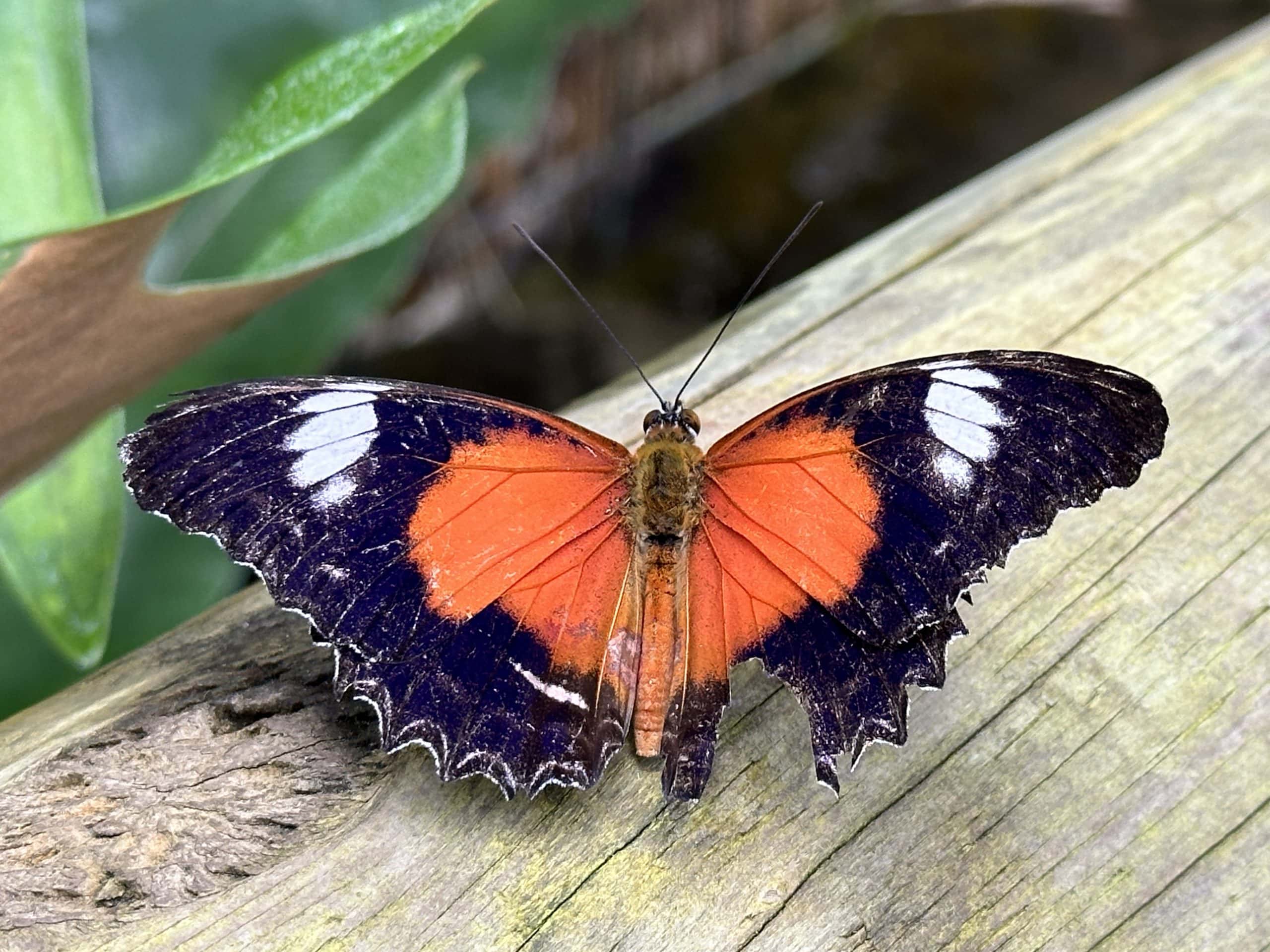Striking orange