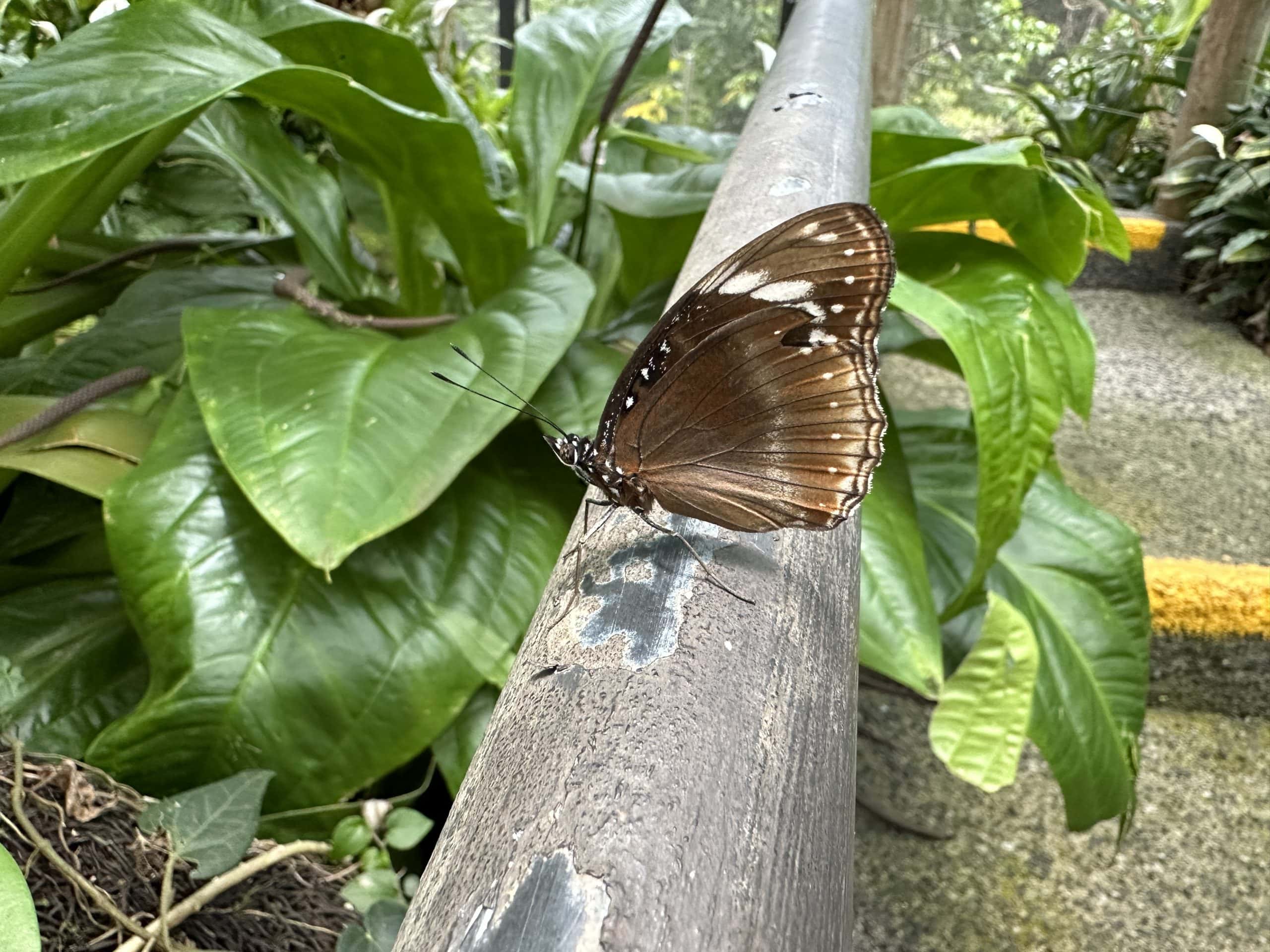 Resting butterfly